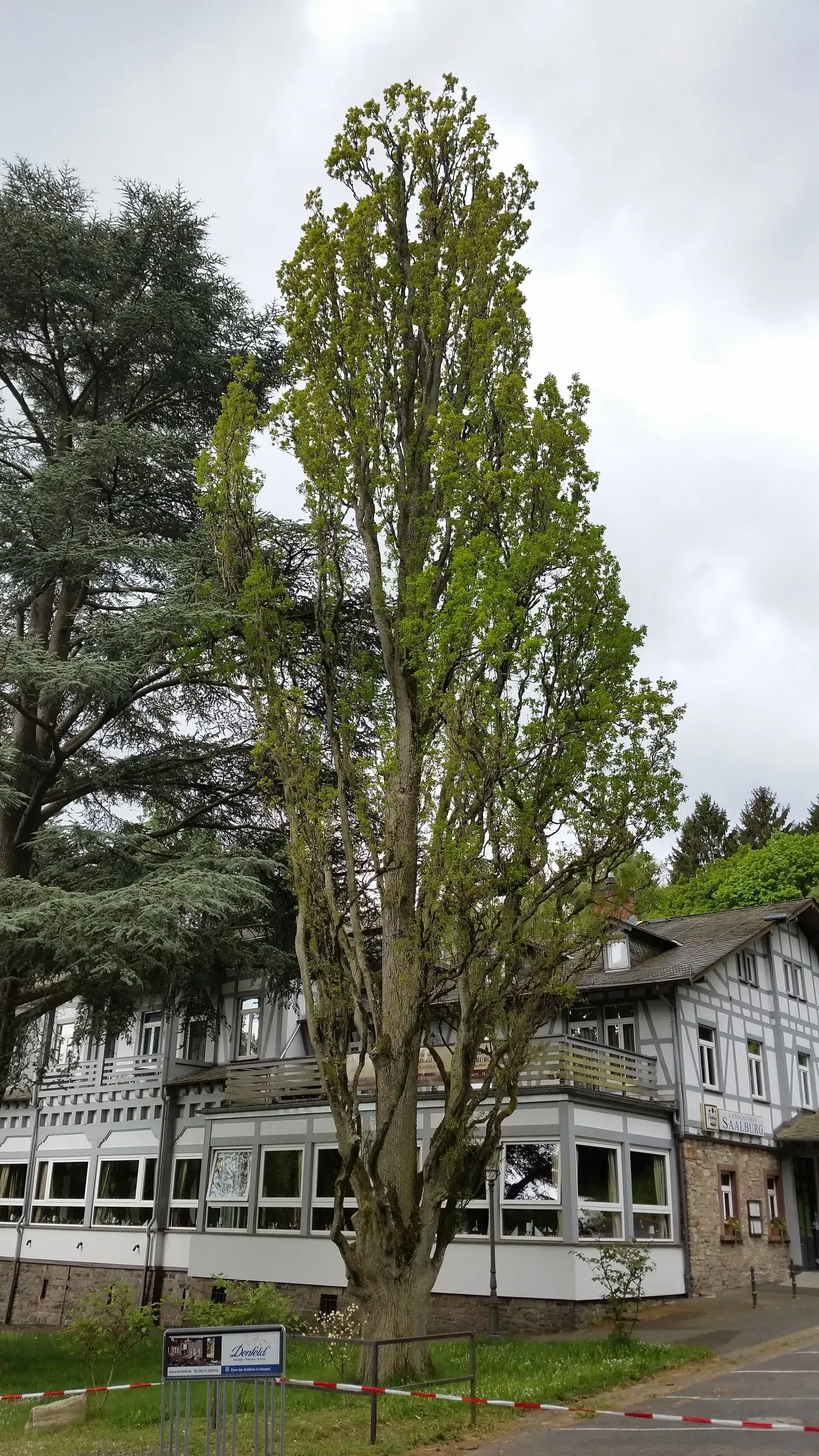 Columnar English Oak (Quercus Robur 'Fastigiata') — upright tree with dense branches forming a narrow column; lush green foliage turns yellow-brown, image 45