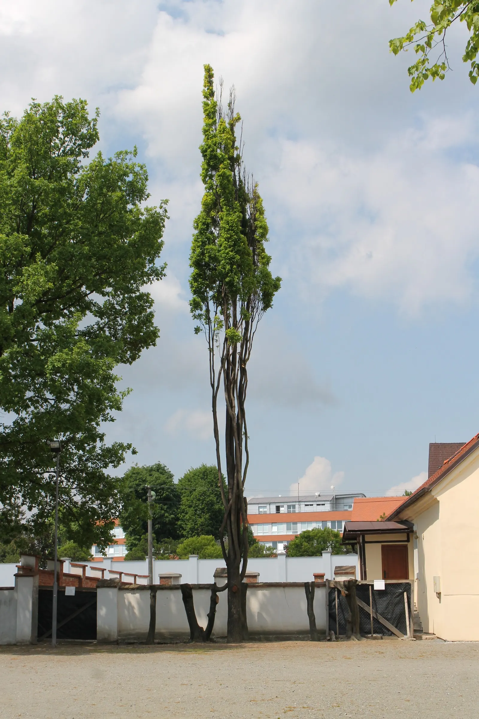 Columnar English Oak (Quercus Robur 'Fastigiata') — Hardy in USDA zones 5 to 8; is the quintessential selection for landscapes seeking a touch of vertical