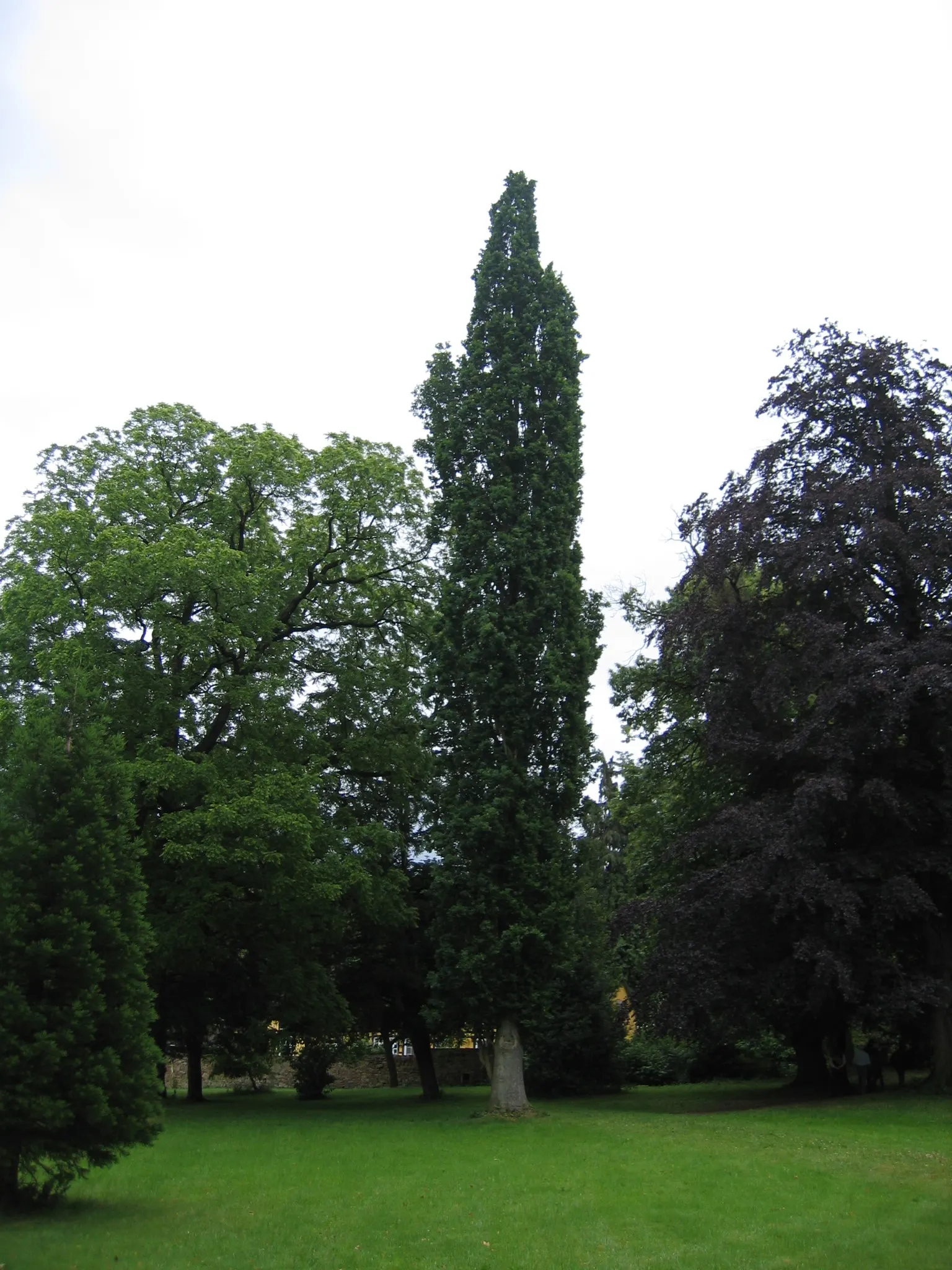 Columnar English Oak (Quercus Robur 'Fastigiata') — Mature heights reach 50-60 feet, with spreads of 10-15 feet