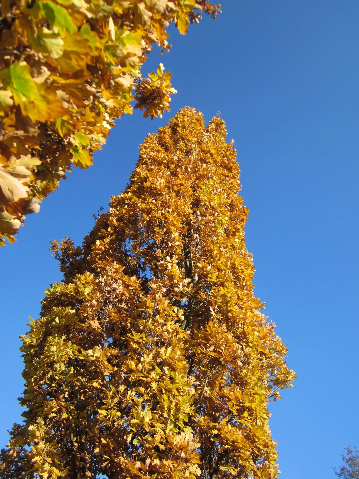 Columnar English Oak (Quercus Robur 'Fastigiata') — Lush green foliage turns yellow-brown in fall; hardy in zones 5-8, it's ideal for narrow spaces
