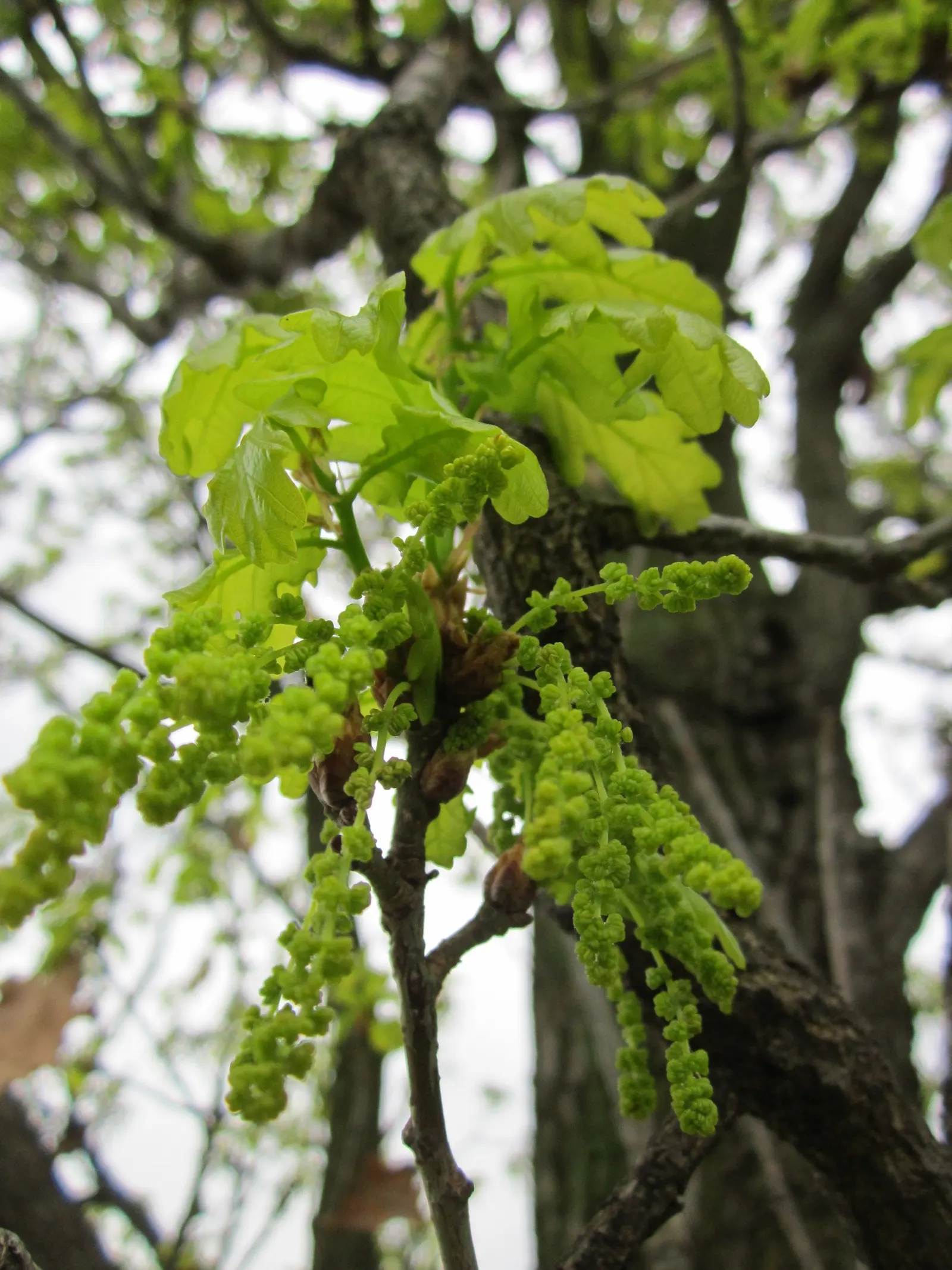 Columnar English Oak (Quercus Robur 'Fastigiata') — planning is vital to accommodate its ultimate size without the need for future major interventions