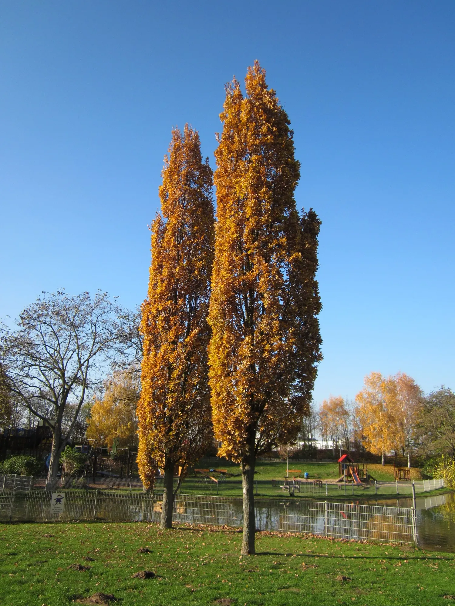 Columnar English Oak (Quercus Robur 'Fastigiata') — tree for full; planning is vital to accommodate its ultimate size without the need for future major