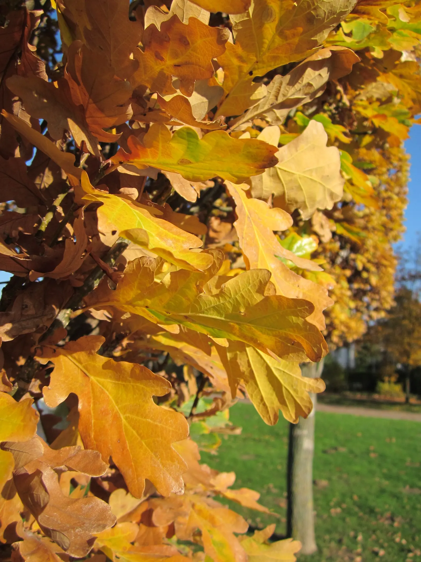 Columnar English Oak (Quercus Robur 'Fastigiata') — this oak tree is resilient against pollution and thus is a suitable selection for urban environments as well
