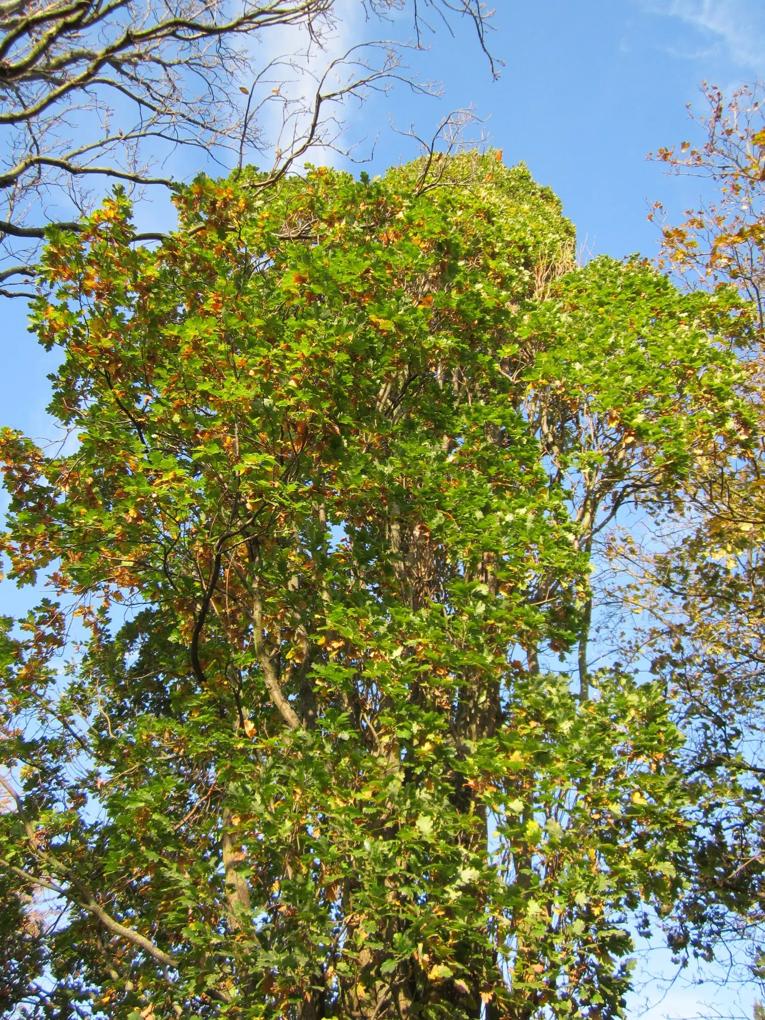 Columnar English Oak (Quercus Robur 'Fastigiata') — this oak tree is resilient against pollution and thus is a suitable selection for urban environments as