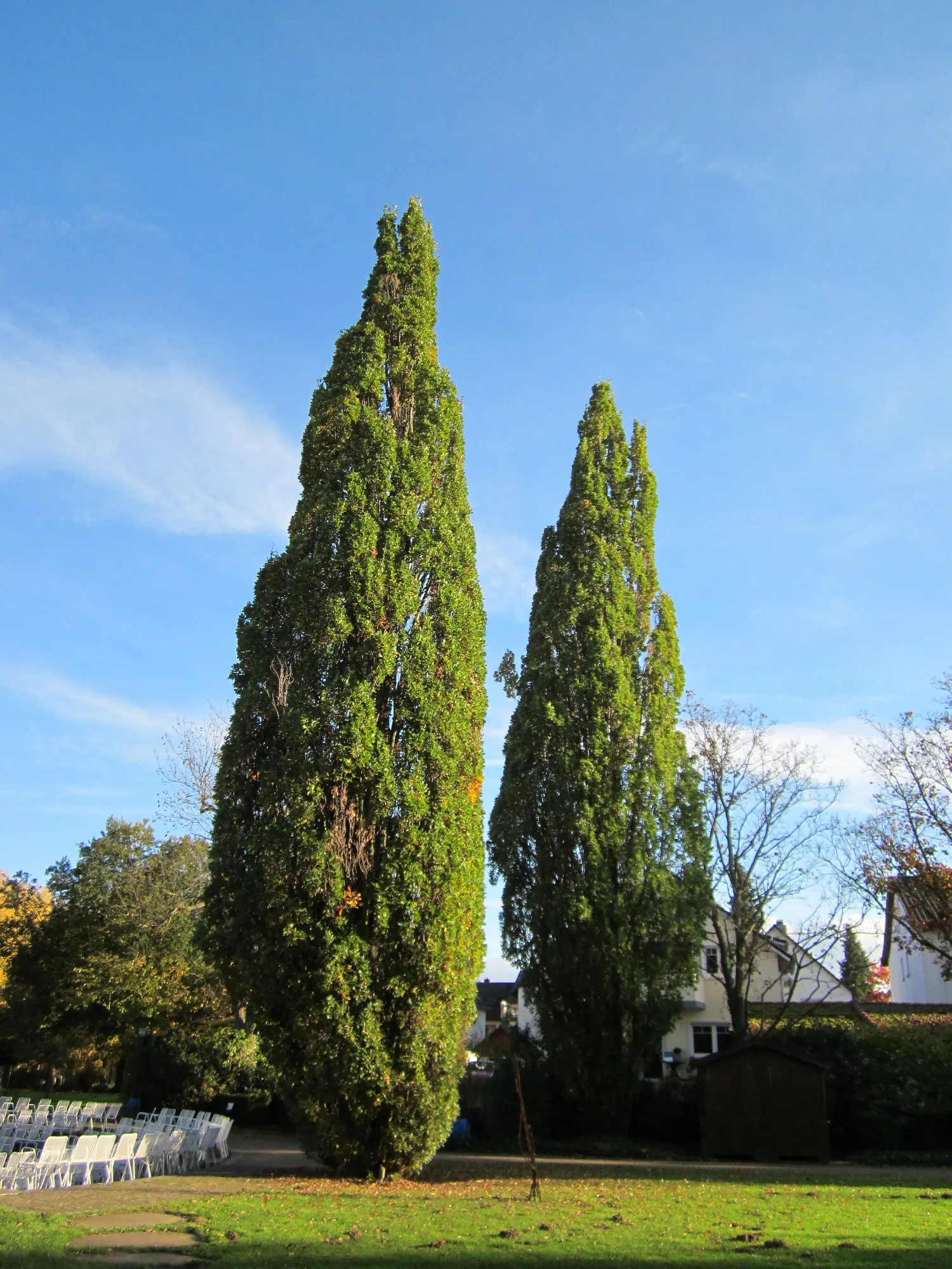 Columnar English Oak (Quercus Robur 'Fastigiata') — scientifically known as Quercus robur 'Fastigiata'; mature heights reach 50-60 feet, with spreads of 10-15