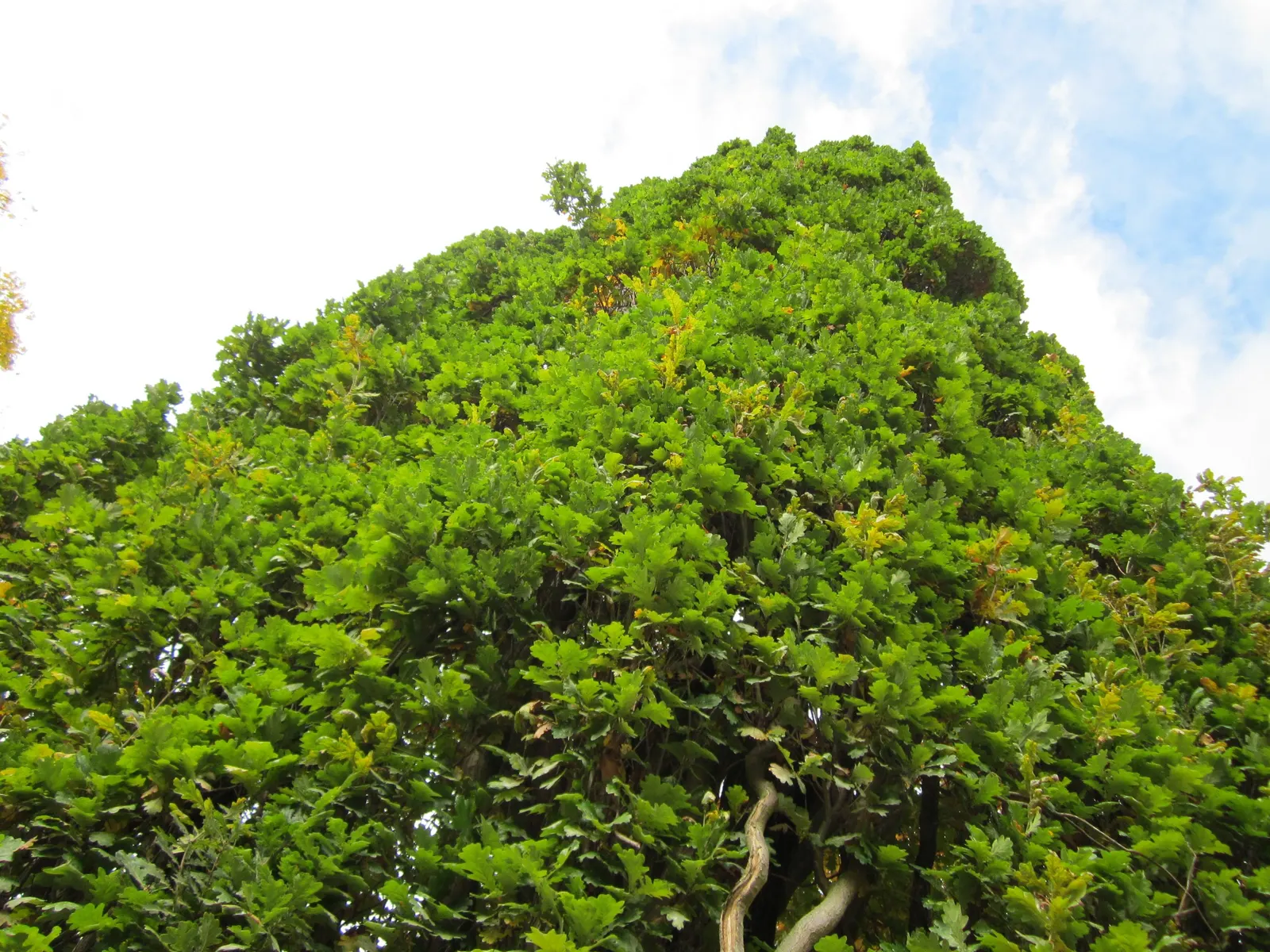 Columnar English Oak (Quercus Robur 'Fastigiata') — providing seasonal interest