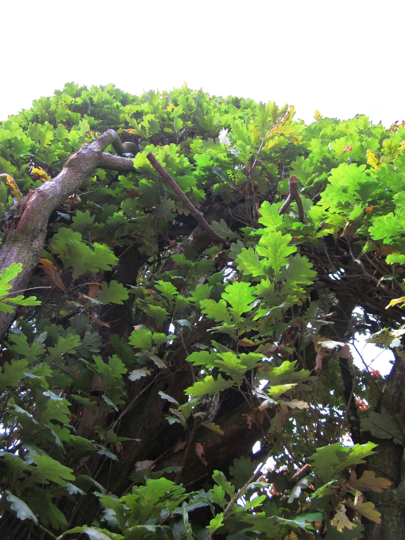 Columnar English Oak (Quercus Robur 'Fastigiata') — is a stately deciduous tree that brings an air of grandeur and formality to any landscape design; it is a