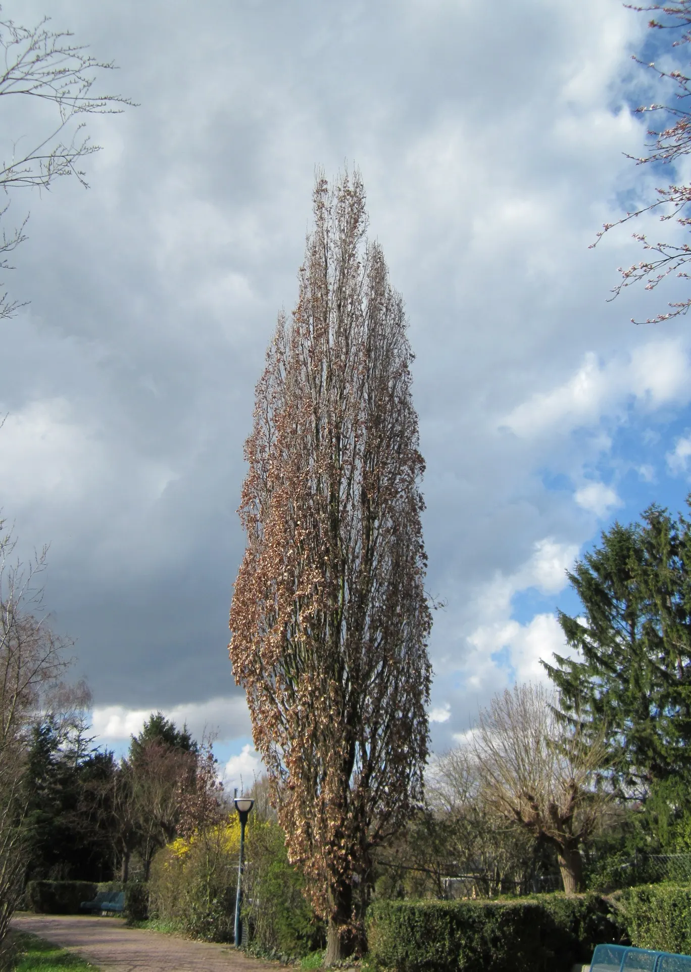 Columnar English Oak (Quercus Robur 'Fastigiata') — Lush green foliage turns yellow-brown in fall