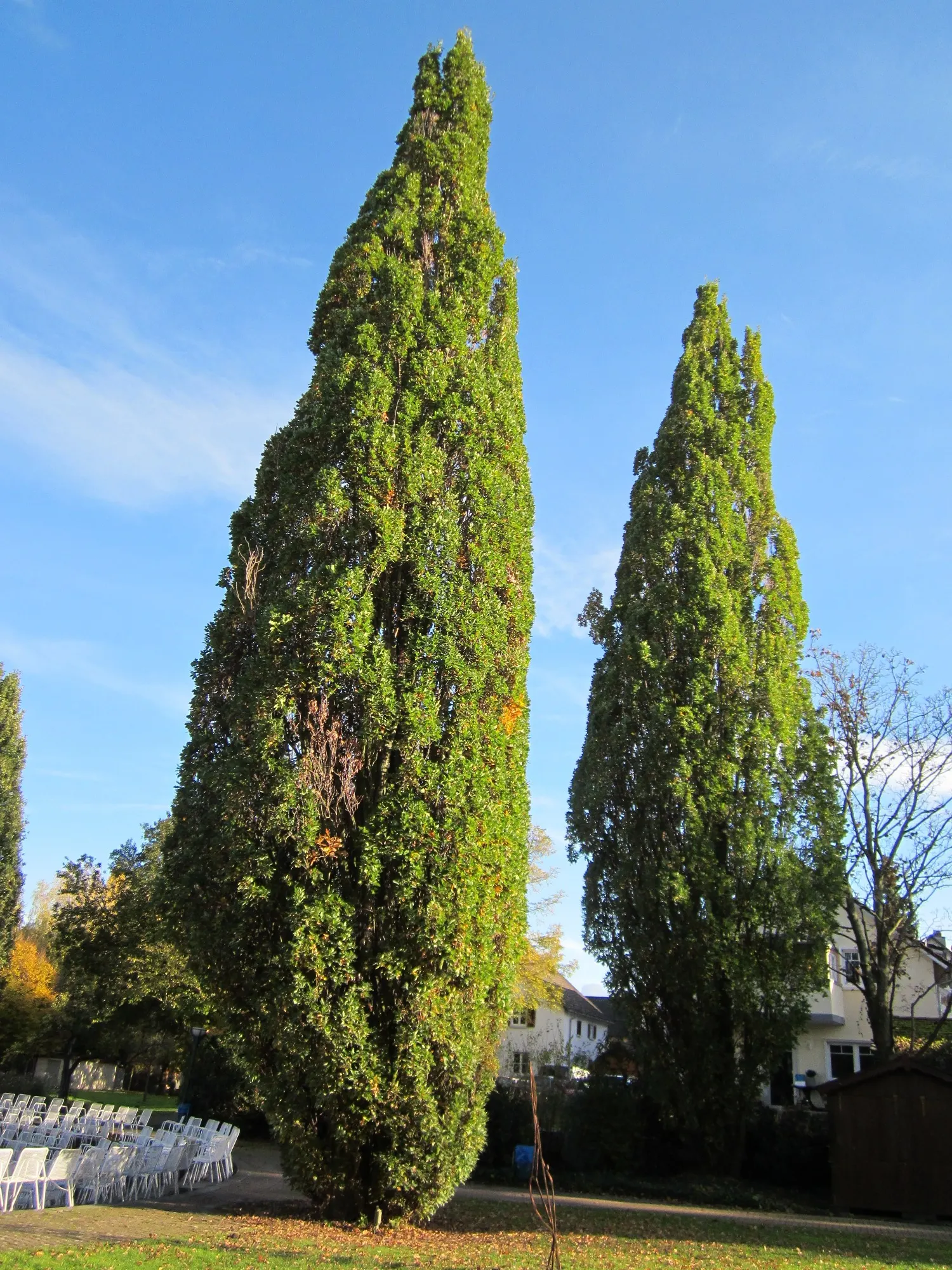Columnar English Oak (Quercus Robur 'Fastigiata') — upright tree with dense branches forming a narrow column; lush green foliage turns yellow-brown in fall