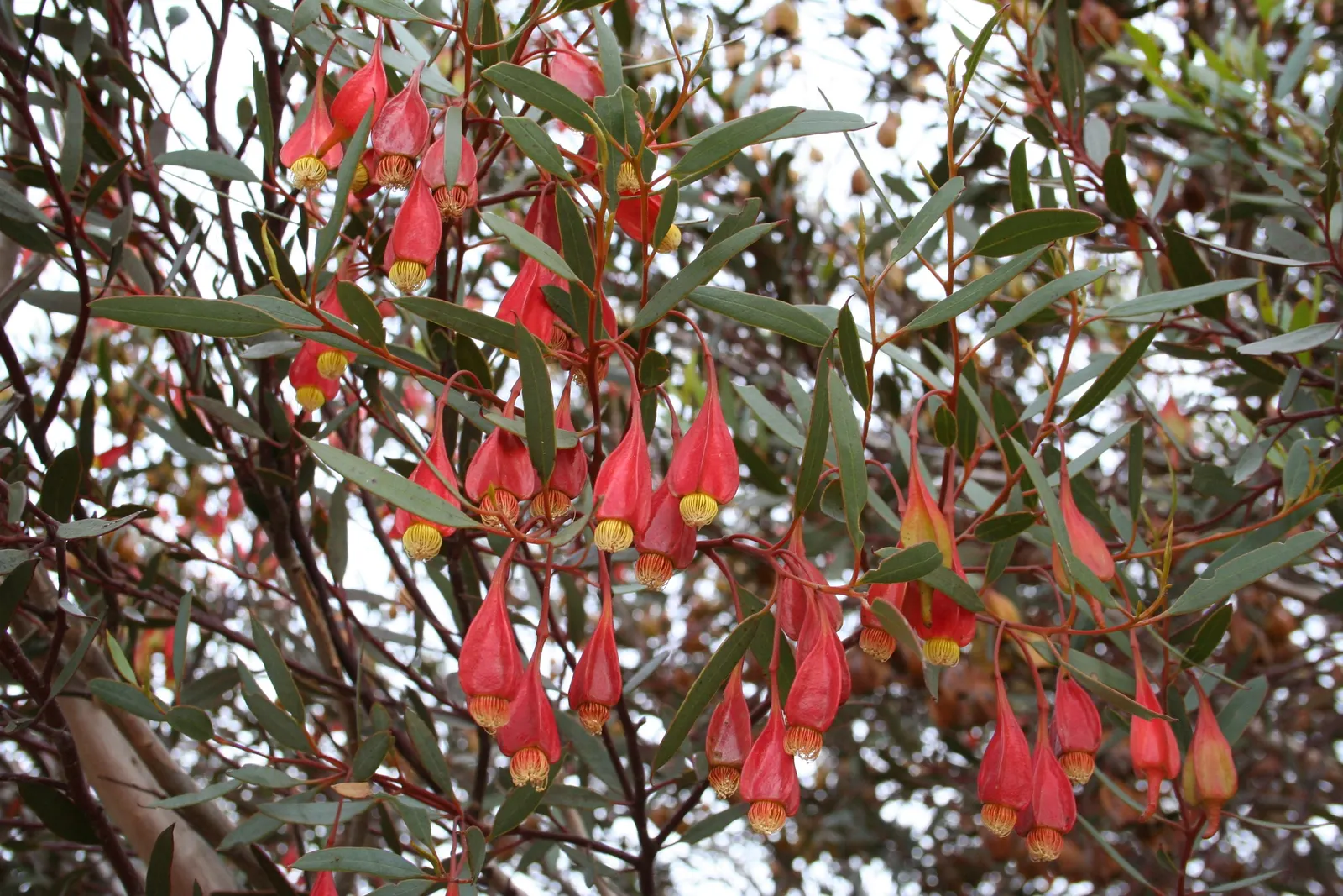 Forrest's Marlock (Eucalyptus Forrestiana) — The plant thrives in well-drained sandy or loamy soils, withstanding dry conditions