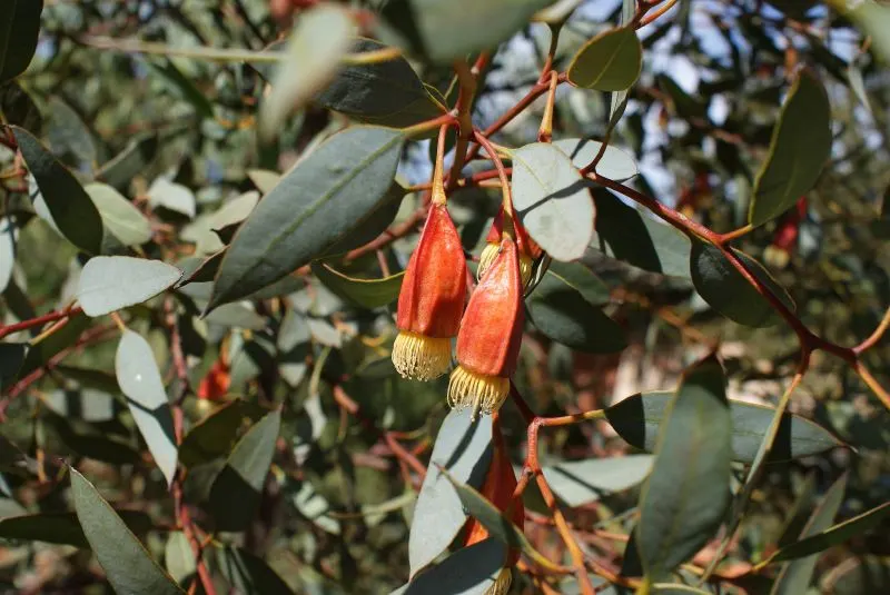 Forrest's Marlock (Eucalyptus Forrestiana) — reaching heights of 10-26 feet
