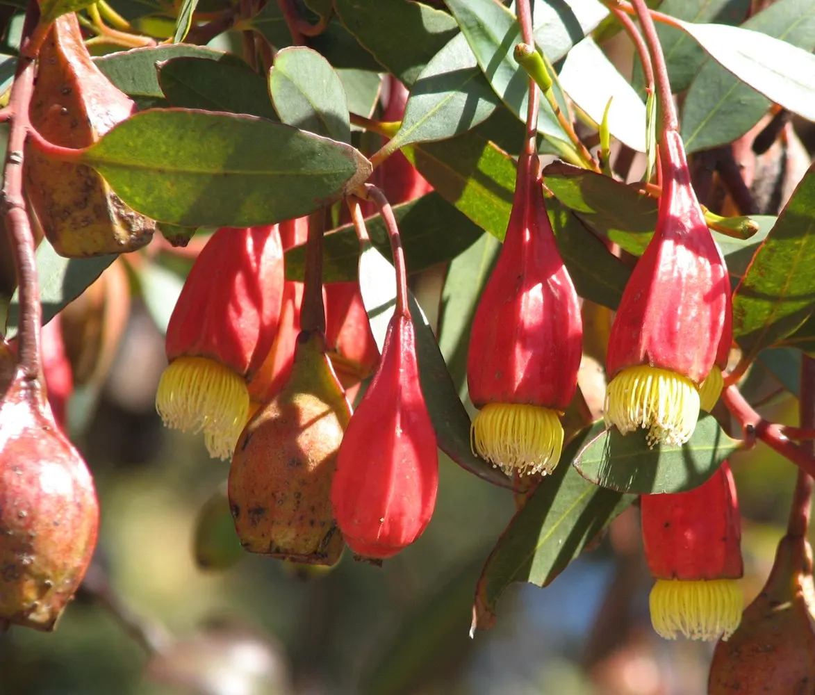 Forrest's Marlock (Eucalyptus Forrestiana) — Forrest's Marlock (Eucalyptus forrestiana) is a unique small tree or large shrub