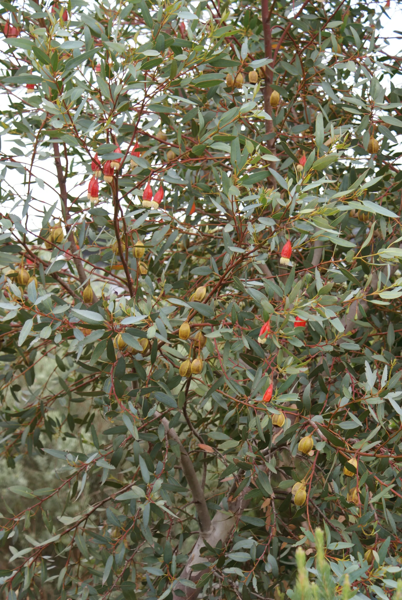 Forrest's Marlock (Eucalyptus Forrestiana) — Its notable features include bell-shaped yellow flowers and large, decorative fruits
