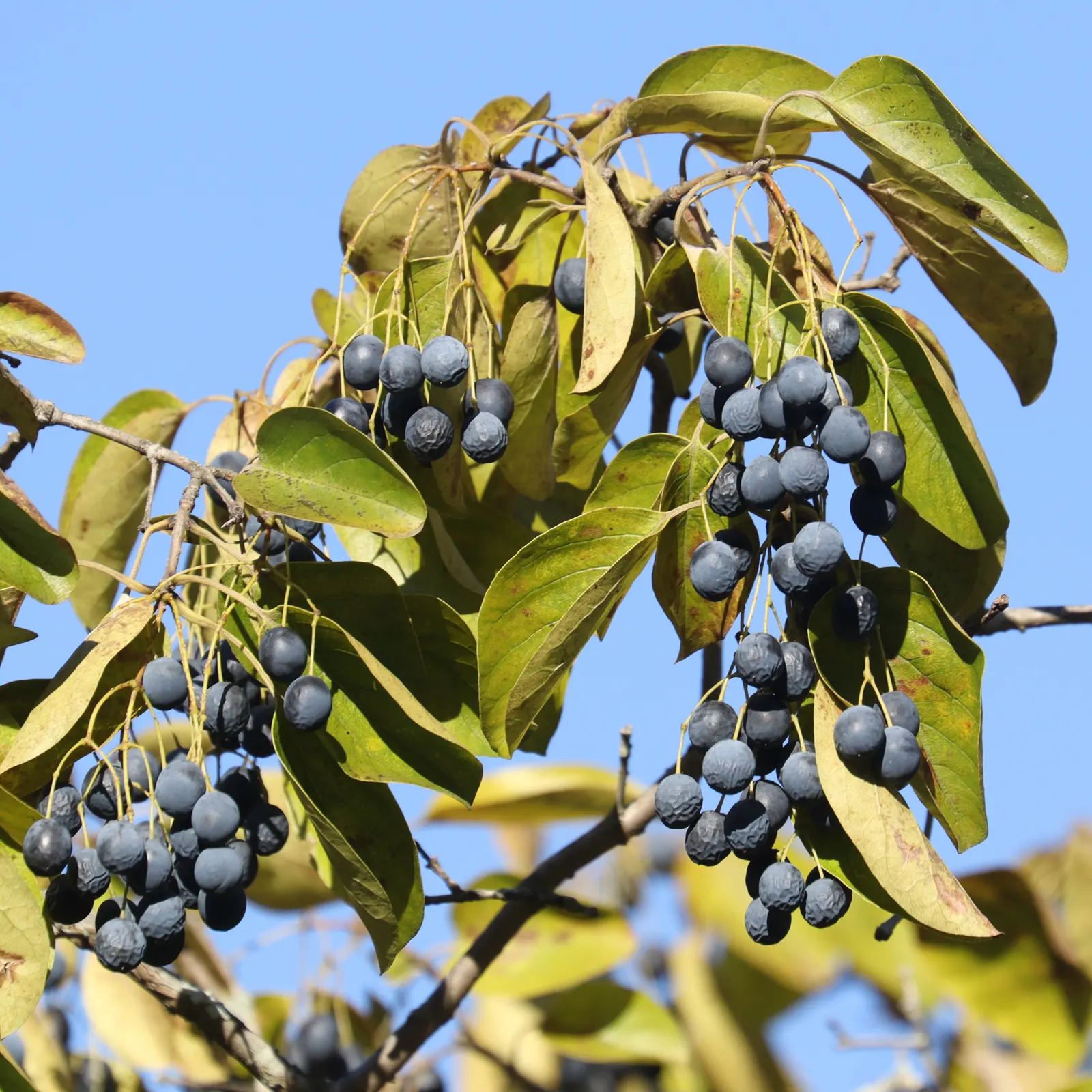 Chinese Fringe Tree (Chionanthus Retusus) — revealing mottled shades of gray and brown.<br><br>For landscape designers