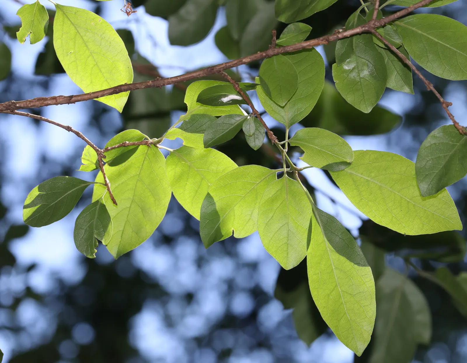 Chinese Fringe Tree (Chionanthus Retusus) — With minimal maintenance requirements once established
