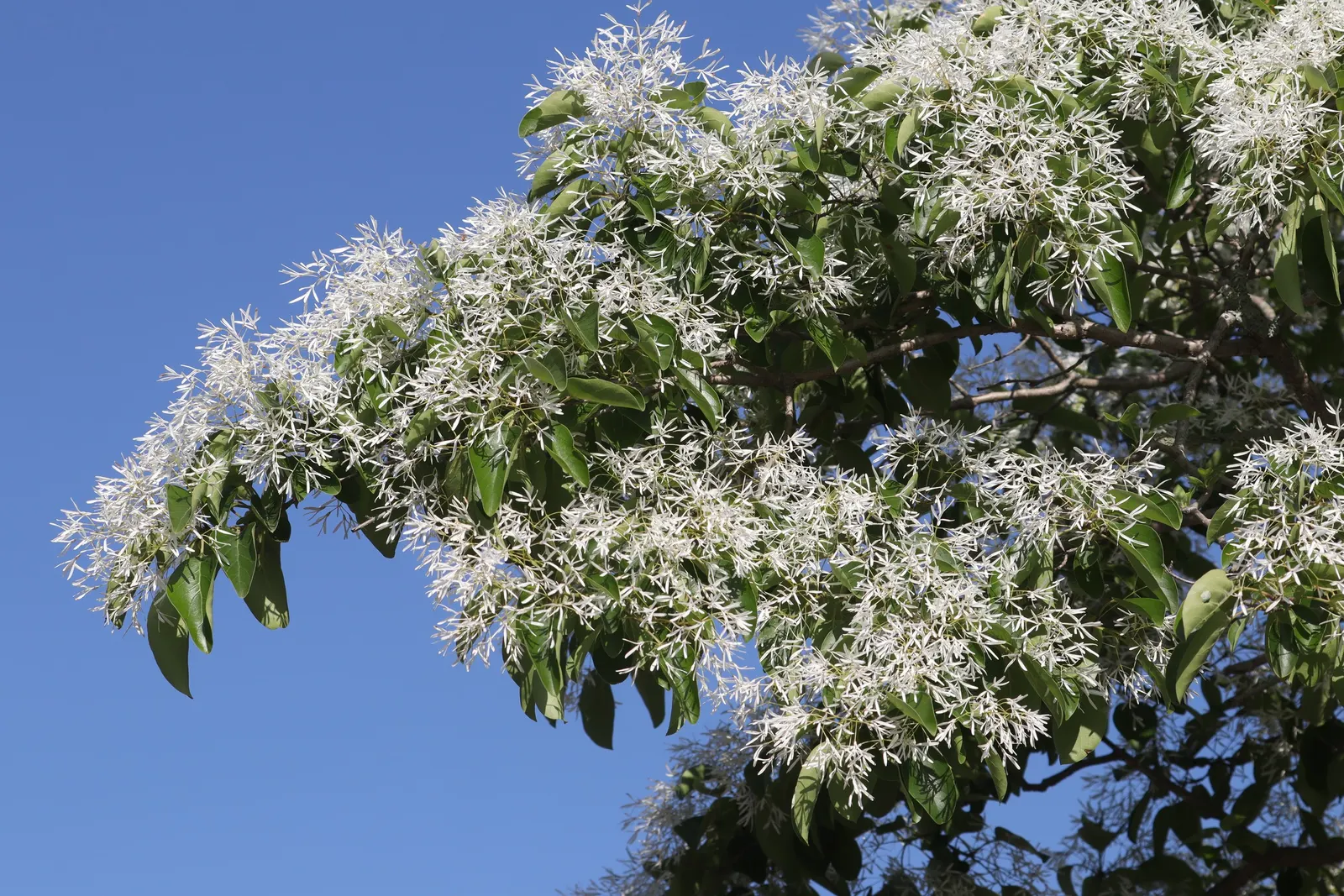Chinese Fringe Tree (Chionanthus Retusus) — tree with white blooms