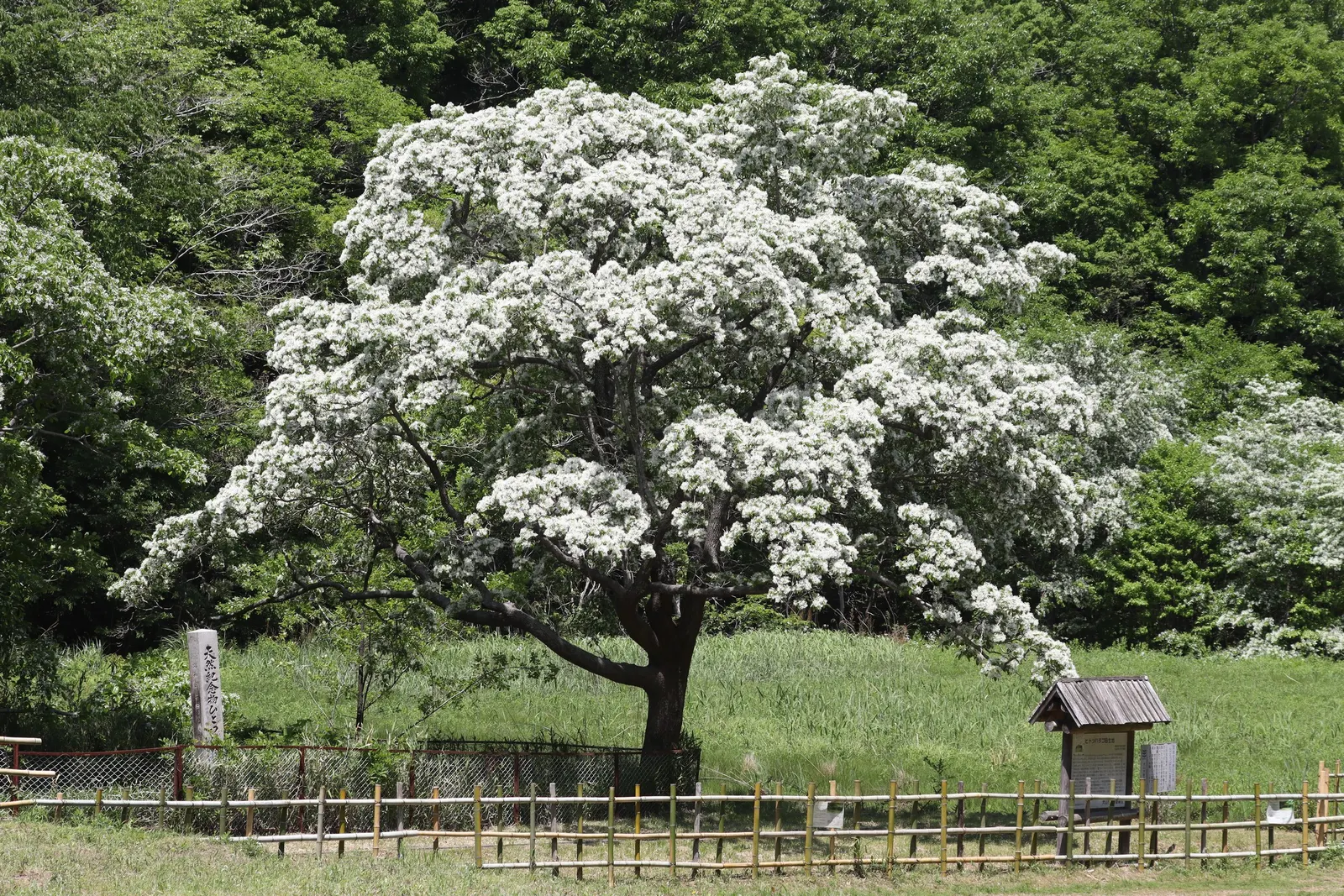 Chinese Fringe Tree (Chionanthus Retusus) — this tree exhibits a wide