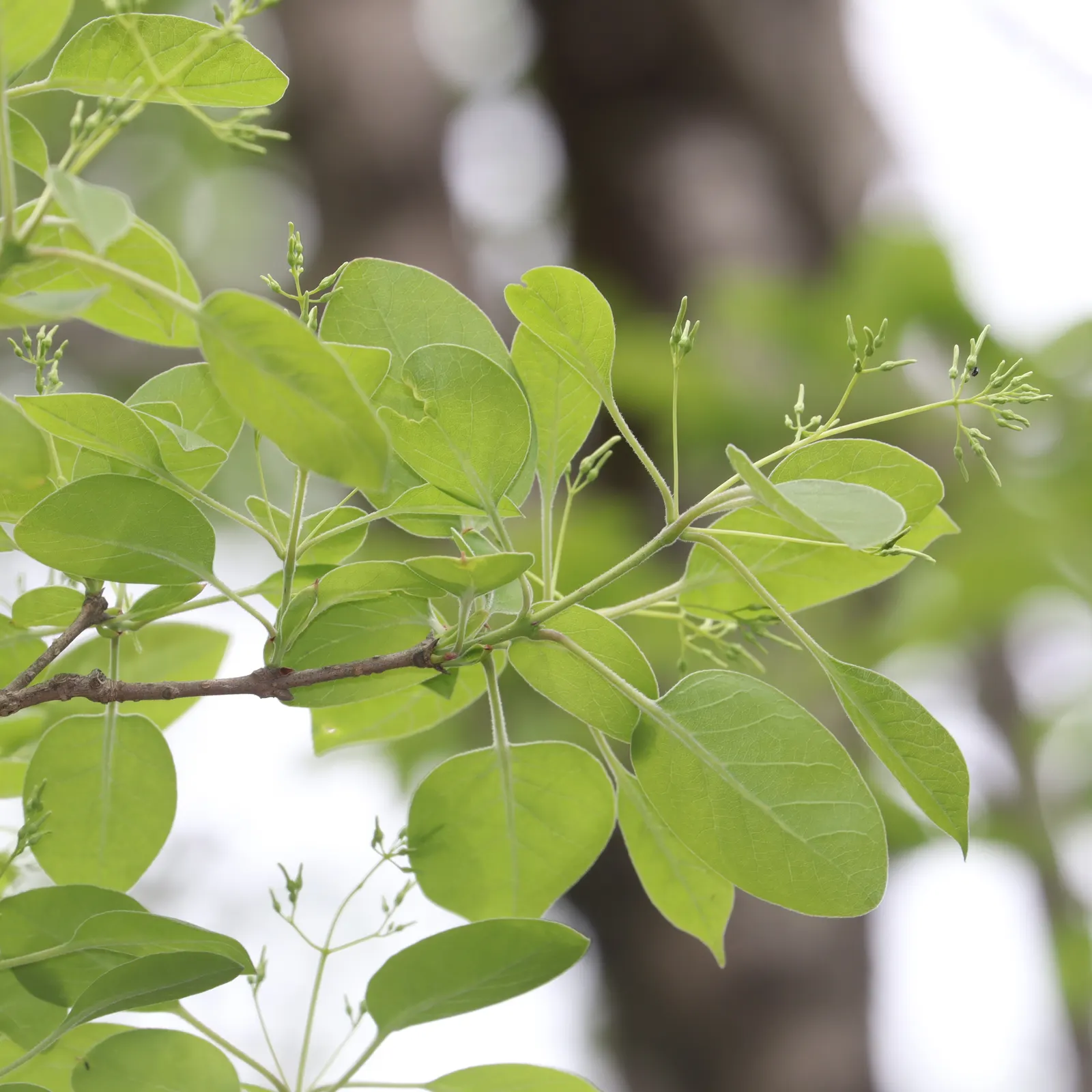Chinese Fringe Tree (Chionanthus Retusus) — this ornamental beauty thrives in USDA Hardiness Zones 5 through 9