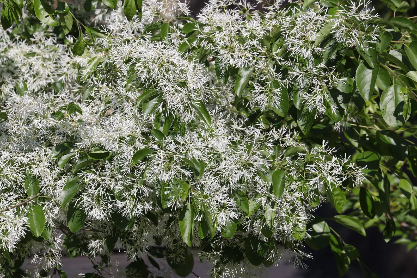 Chinese Fringe Tree (Chionanthus Retusus) — Renowned for its profusion of fragrant