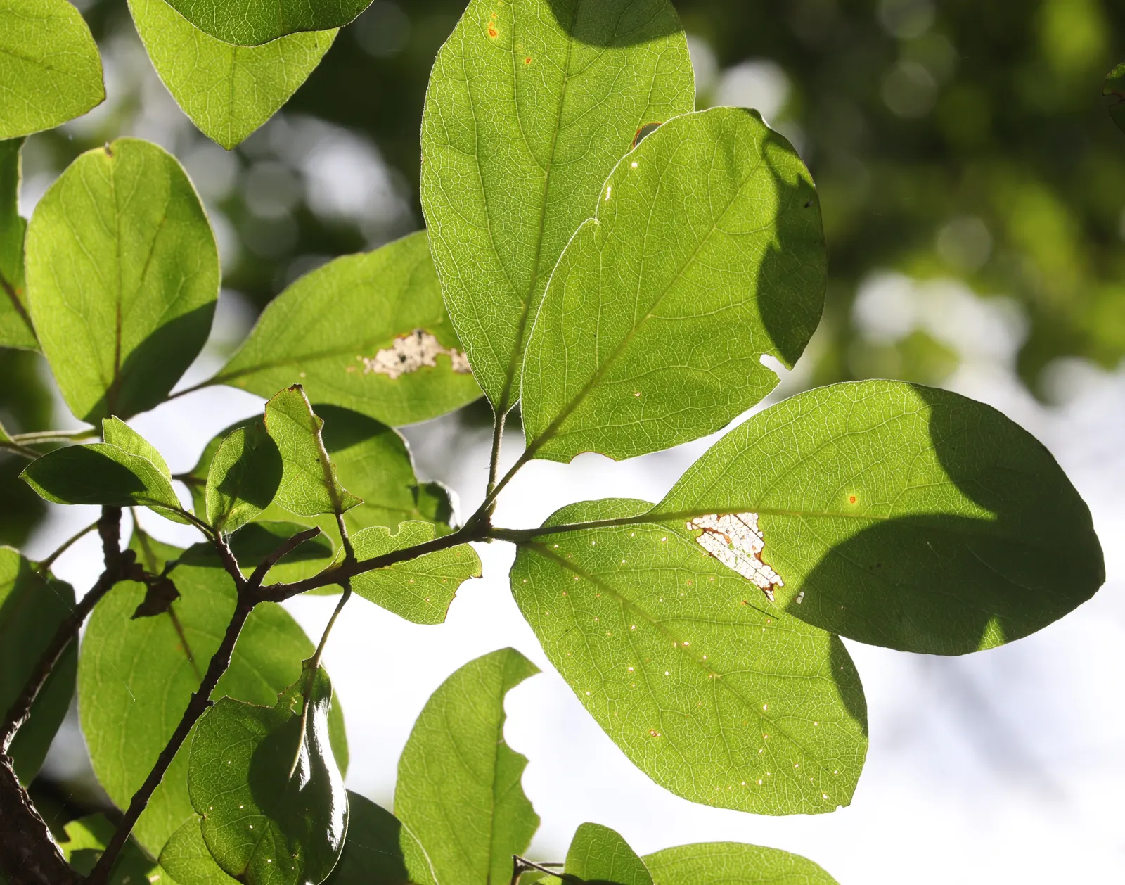 Chinese Fringe Tree (Chionanthus Retusus) — white flowers in the garden