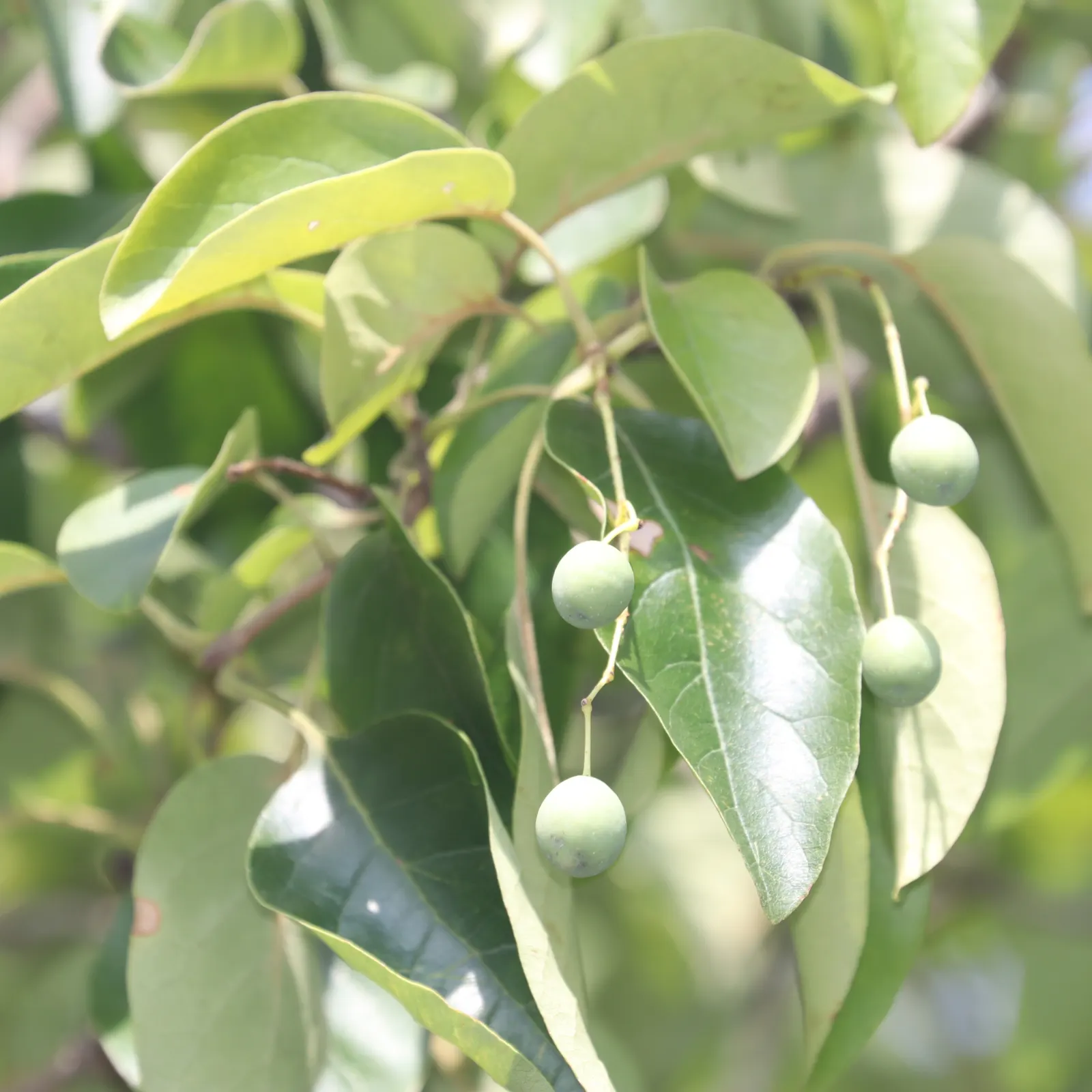 Chinese Fringe Tree (Chionanthus Retusus) — creamy-white blossoms in late spring