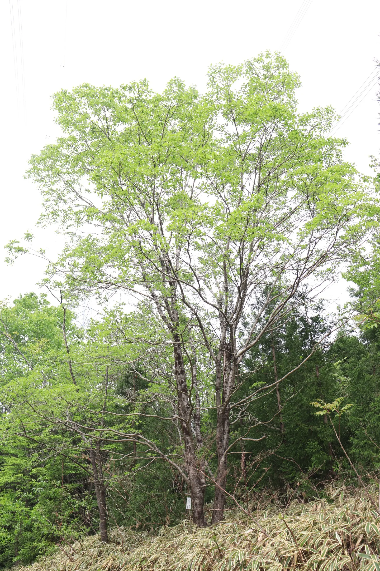 Chinese Fringe Tree (Chionanthus Retusus) — its bark provides winter interest with its exfoliating texture