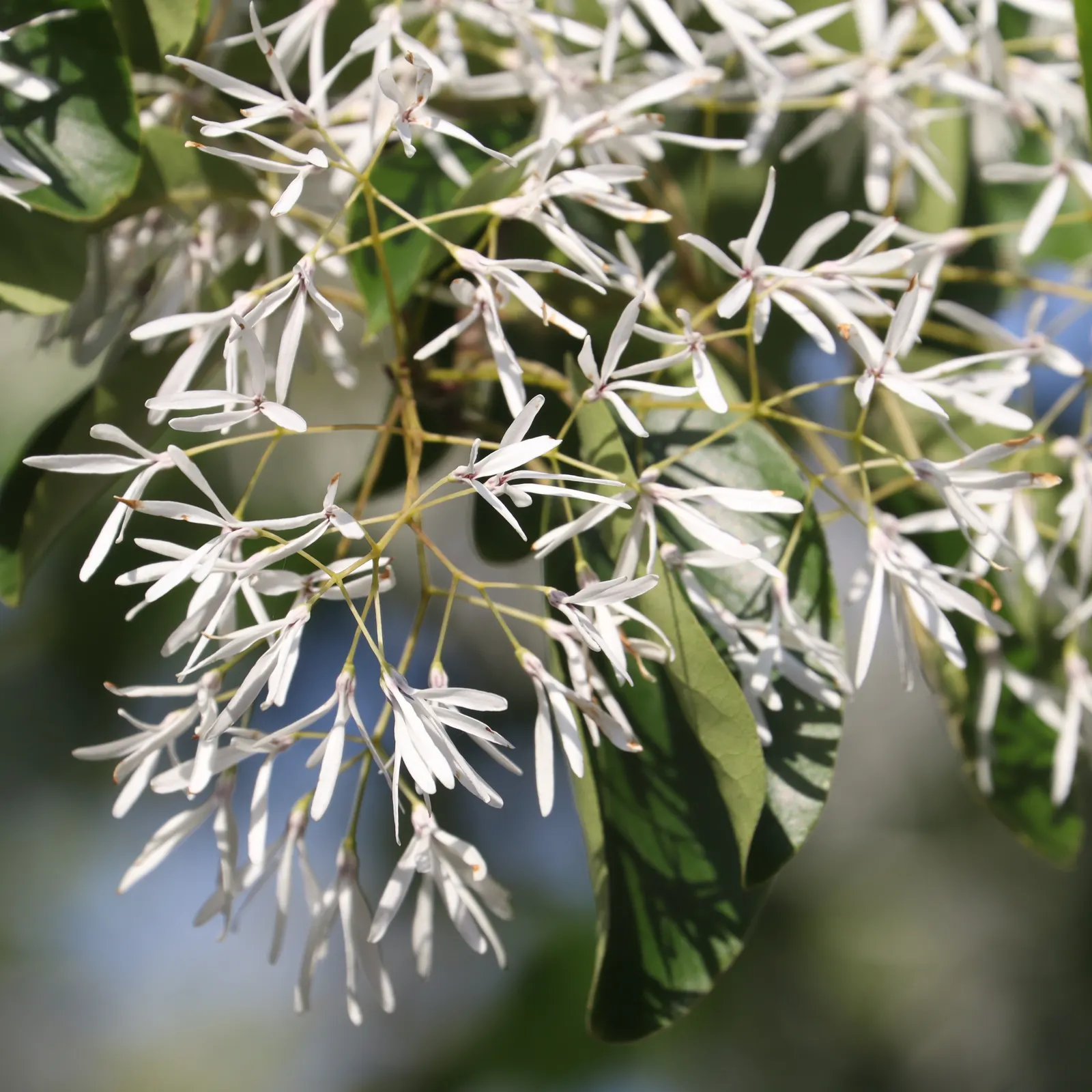 Chinese Fringe Tree (Chionanthus Retusus) — making it both an elegant and resilient choice for a variety of garden settings
