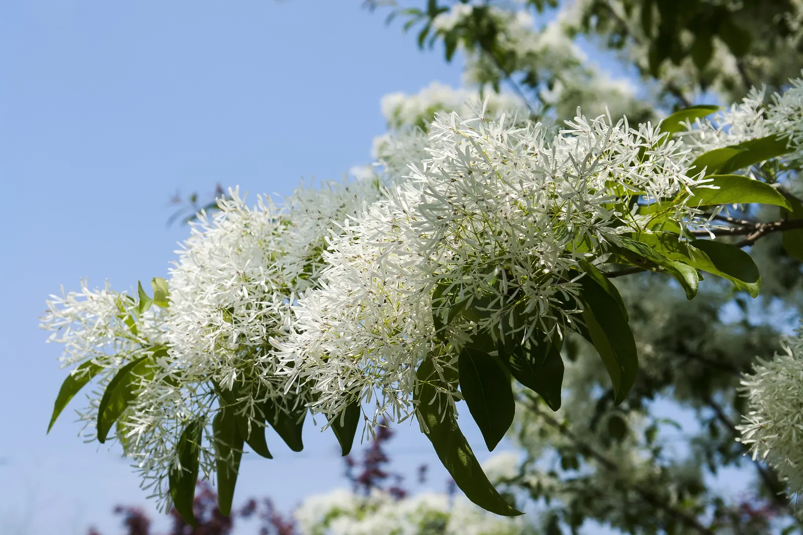 Chinese Fringe Tree (Chionanthus Retusus) — The Chinese Fringe Tree (Chionanthus retusus) is a striking