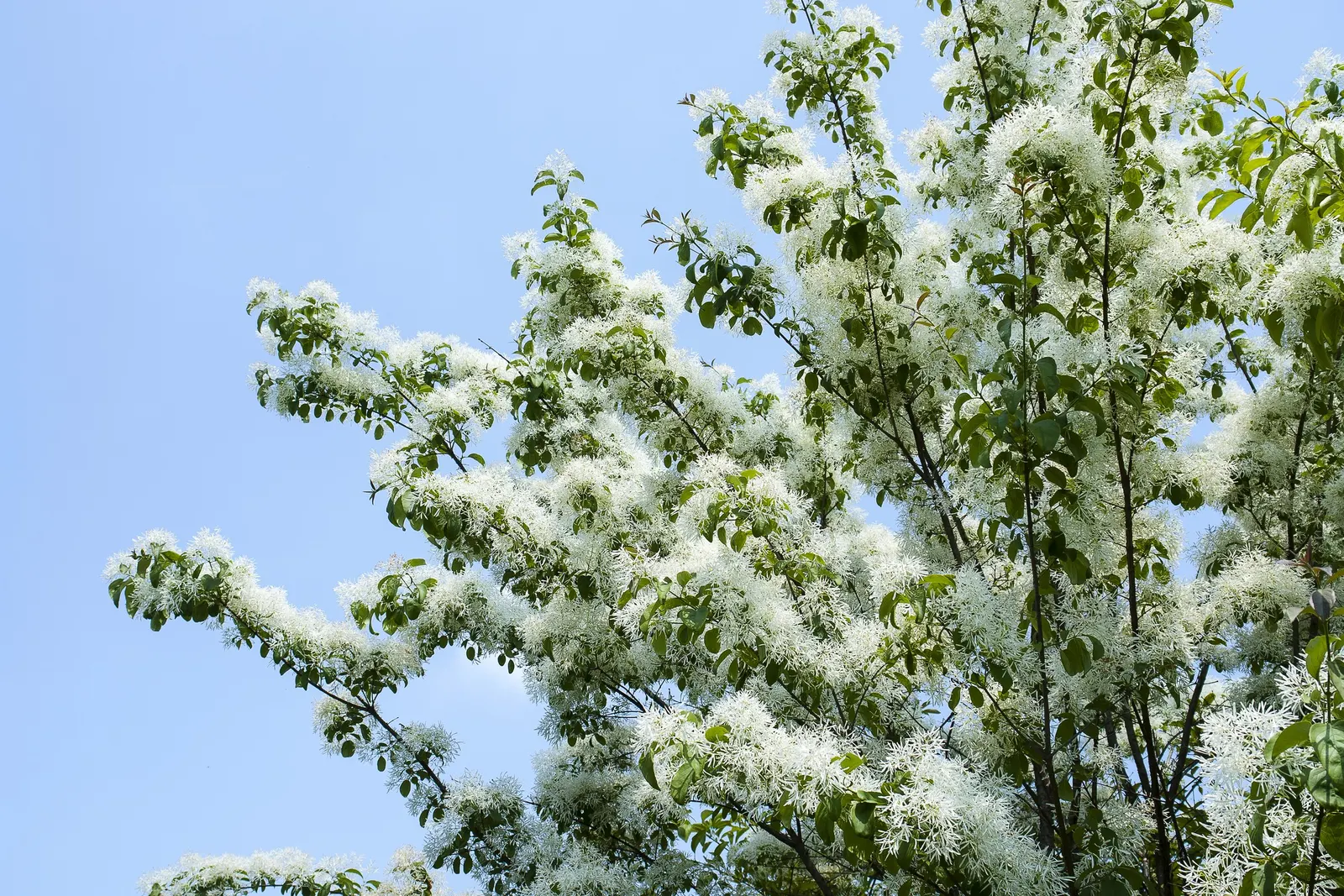 Chinese Fringe Tree (Chionanthus Retusus) — Blooming in late spring to early summer