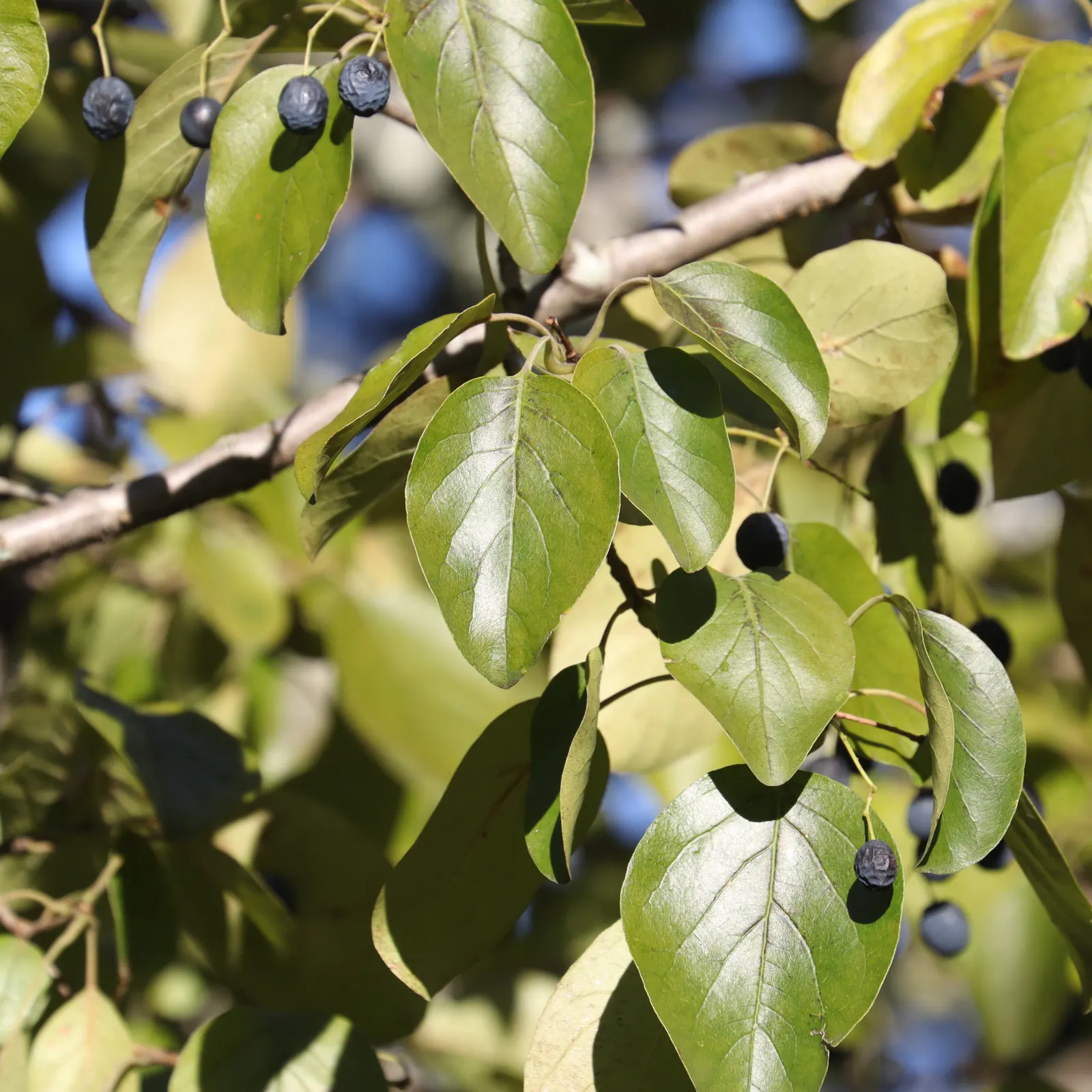 Chinese Fringe Tree (Chionanthus Retusus) — its fragrant white flowers are a highlight