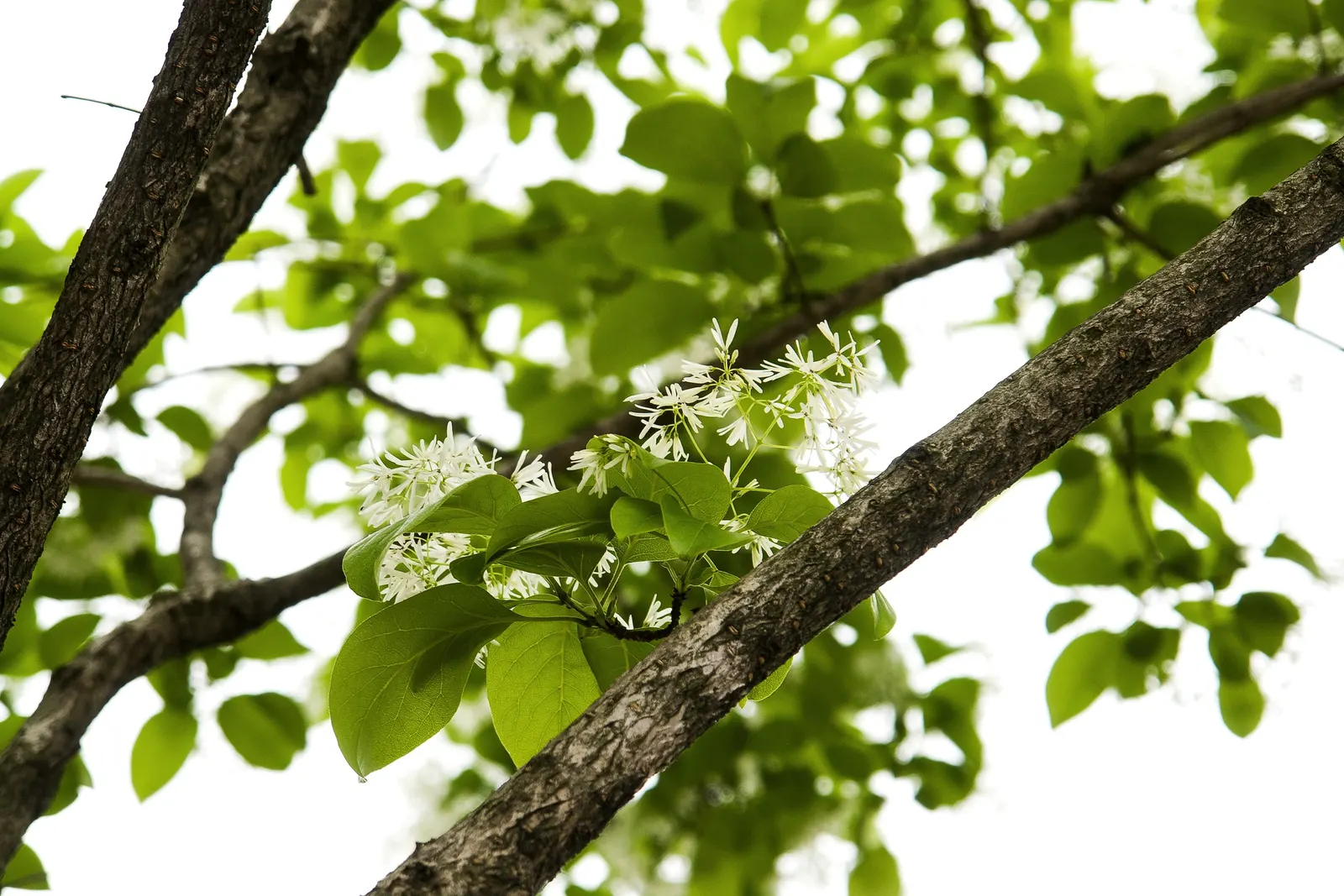 Chinese Fringe Tree (Chionanthus Retusus) — it is important to provide ample space for root expansion and to ensure proper irrigation during establishment