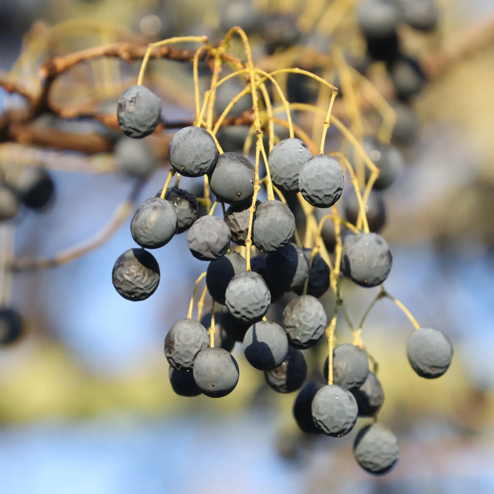 Chinese Fringe Tree (Chionanthus Retusus) — reaching up to 15-20 feet tall and wide; this tree flourishes best in full sun to partial shade and prefers
