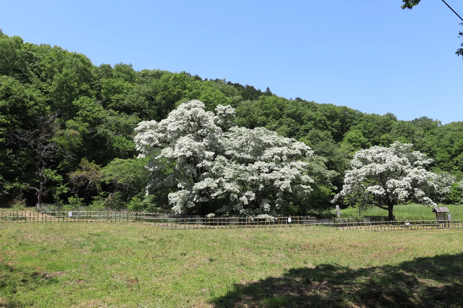 Chinese Fringe Tree (Chionanthus Retusus) — reaching up to 15-20 feet tall and wide