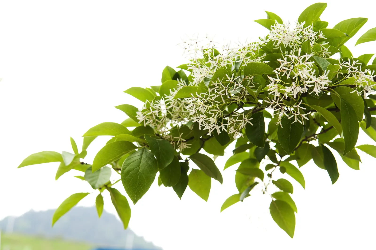 Chinese Fringe Tree (Chionanthus Retusus) — creating a striking contrast against the dark green