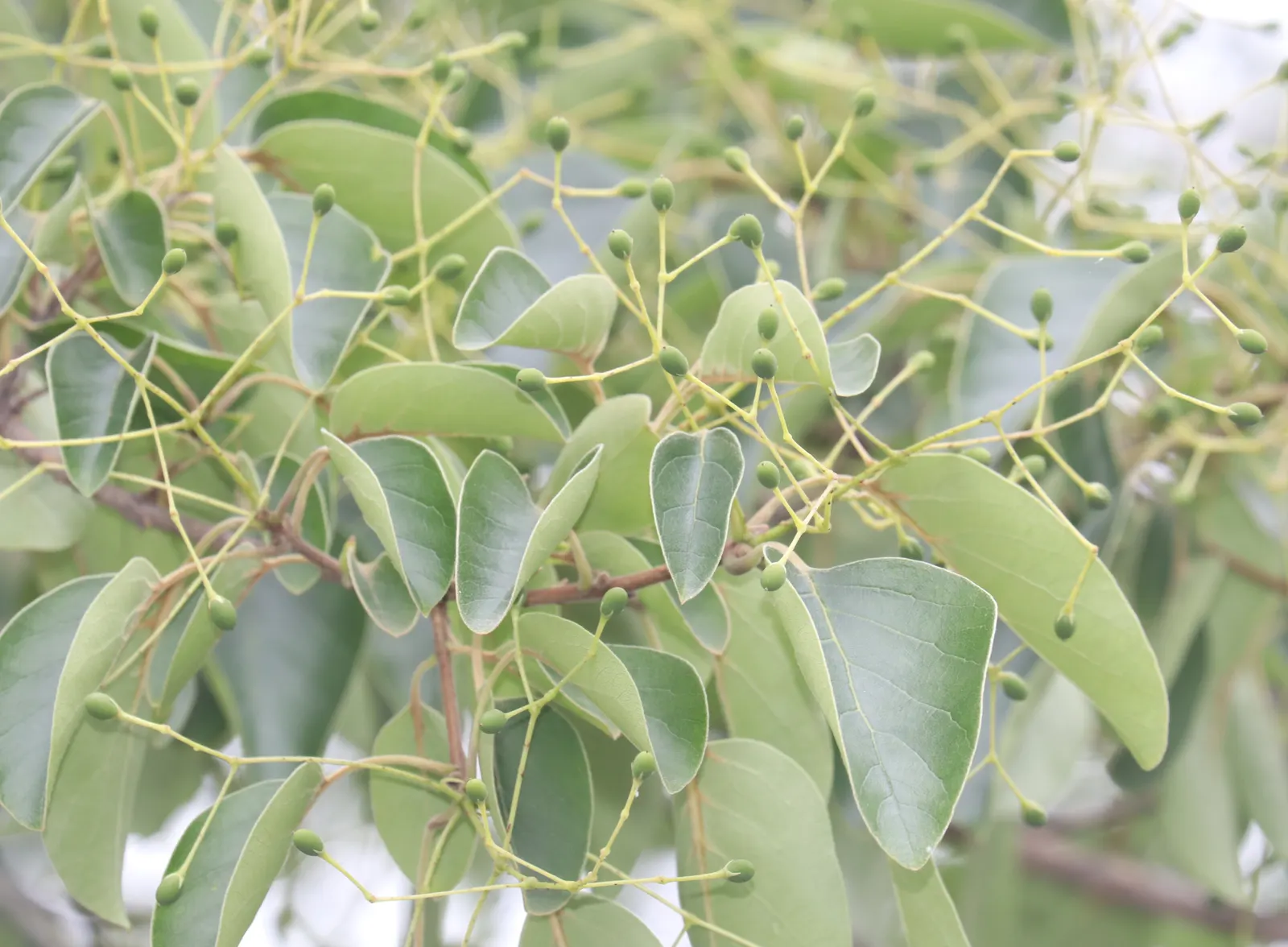 Chinese Fringe Tree (Chionanthus Retusus) — although it is adaptable to a variety of soil conditions