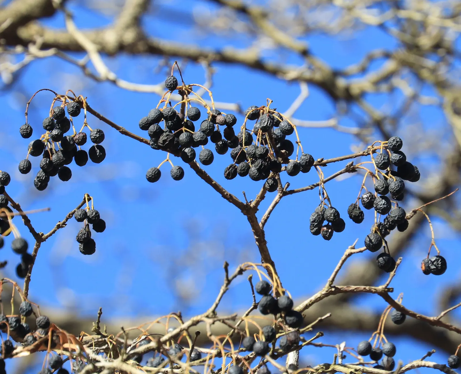 Chinese Fringe Tree (Chionanthus Retusus) — leathery leaves.<br><br>In the fall