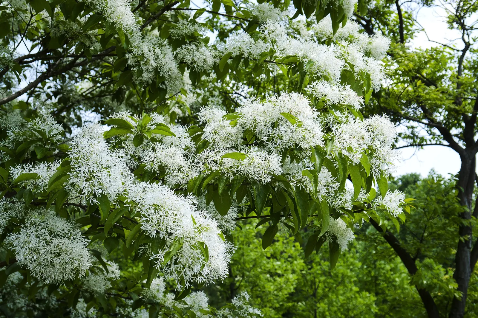 Chinese Fringe Tree (Chionanthus Retusus) — achieving a mature height of approximately 10 to 20 feet with a similar spread