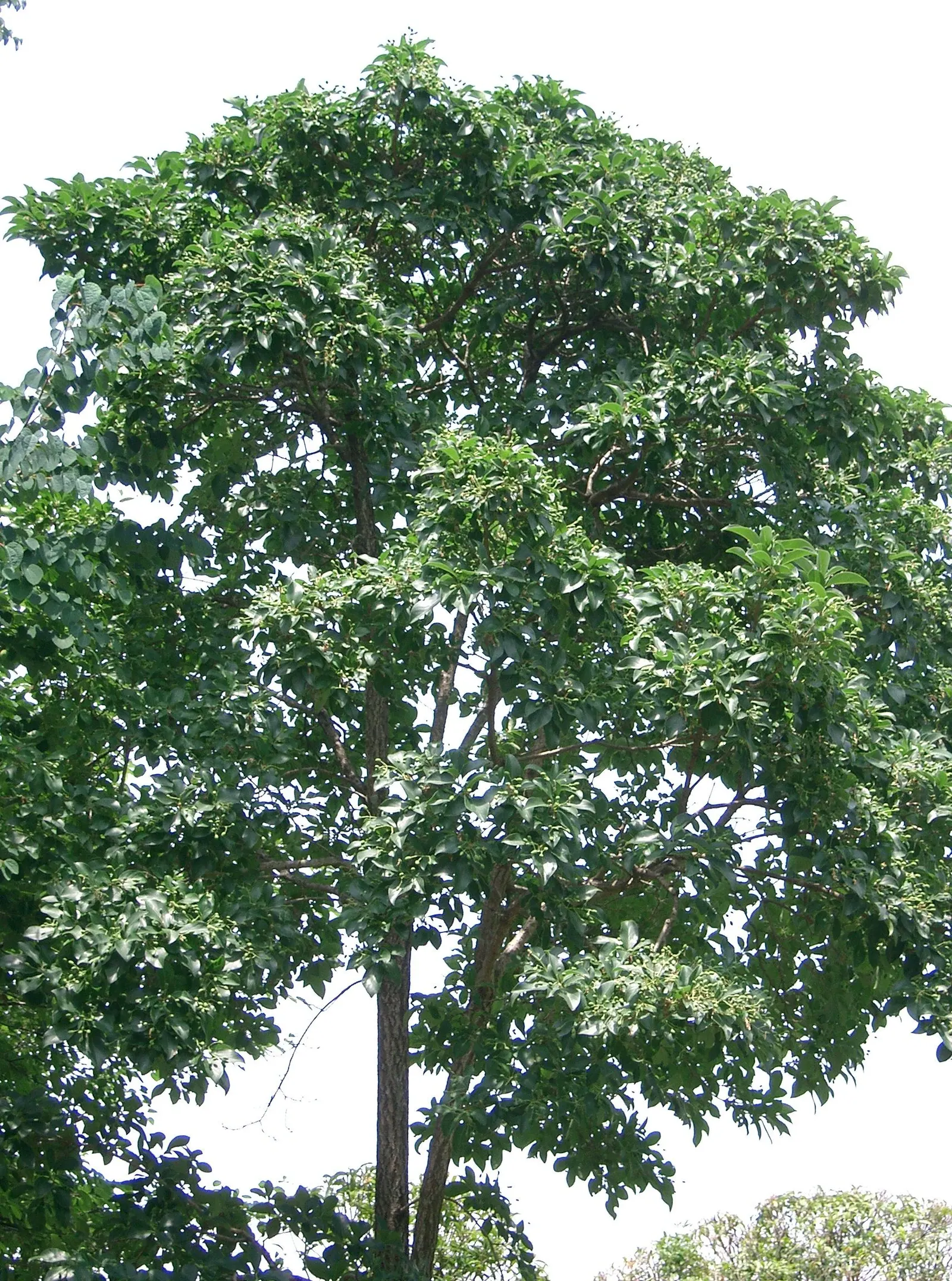 Chinese Fringe Tree (Chionanthus Retusus) — It thrives in full sun to partial shade and prefers moist, well-drained soil