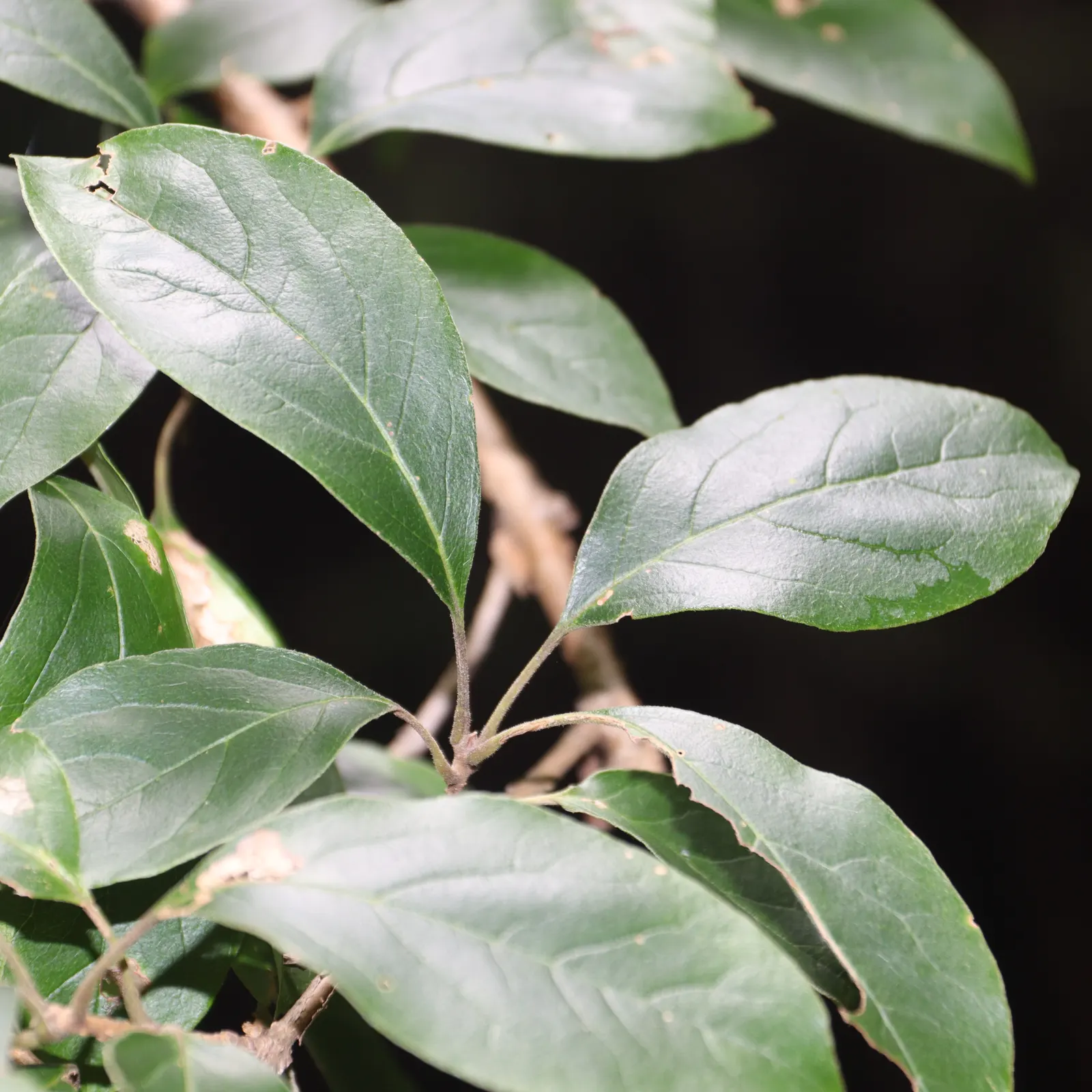 Chinese Fringe Tree (Chionanthus Retusus) — this tree flourishes best in full sun to partial shade and prefers well-drained