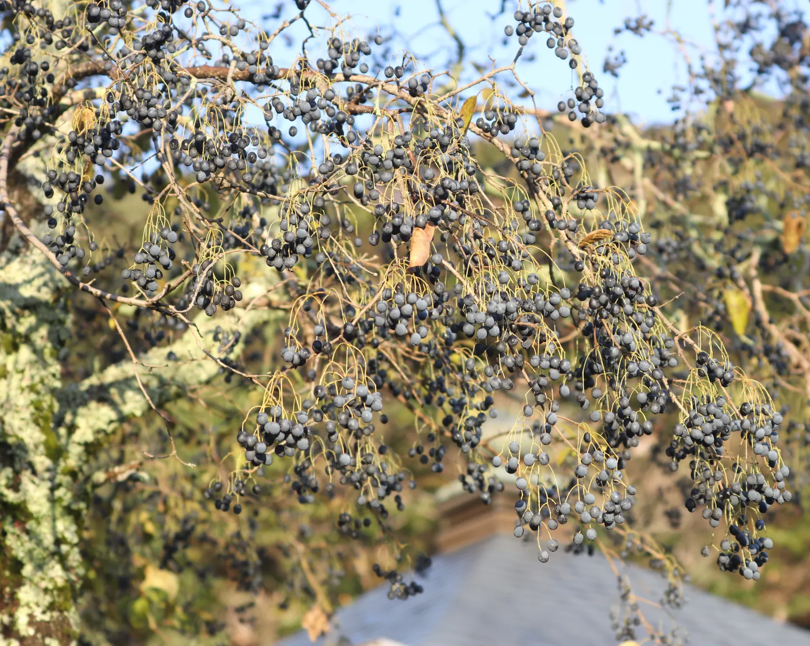 Chinese Fringe Tree (Chionanthus Retusus) — thread-like petals that hang delicately