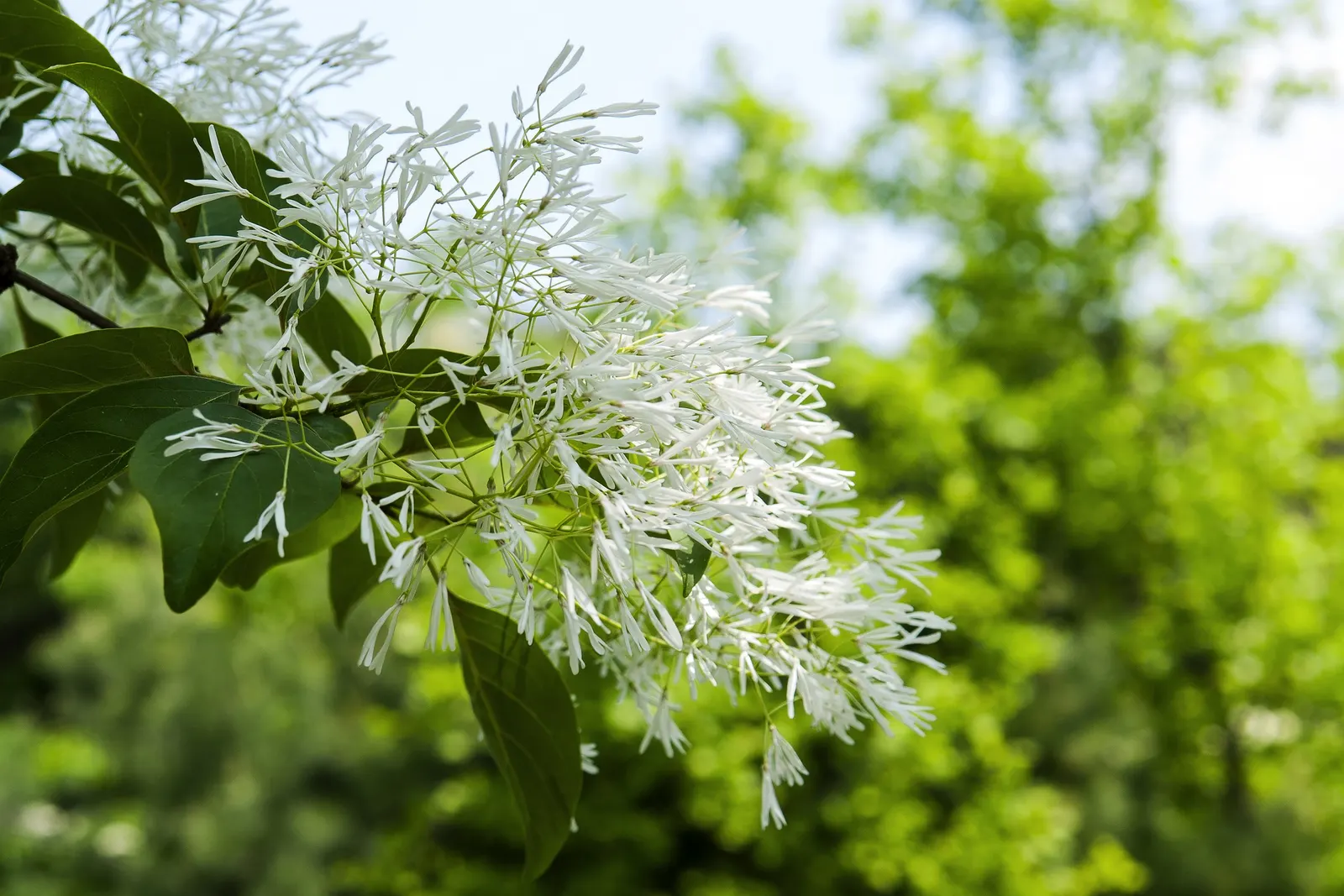 Chinese Fringe Tree (Chionanthus Retusus) — Chionanthus retusus offers additional interest when its foliage turns to a warm golden color