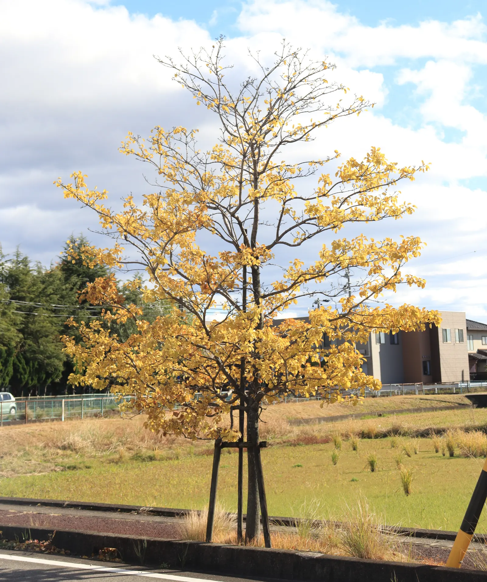 Chinese Fringe Tree (Chionanthus Retusus) — complementing the autumnal landscape