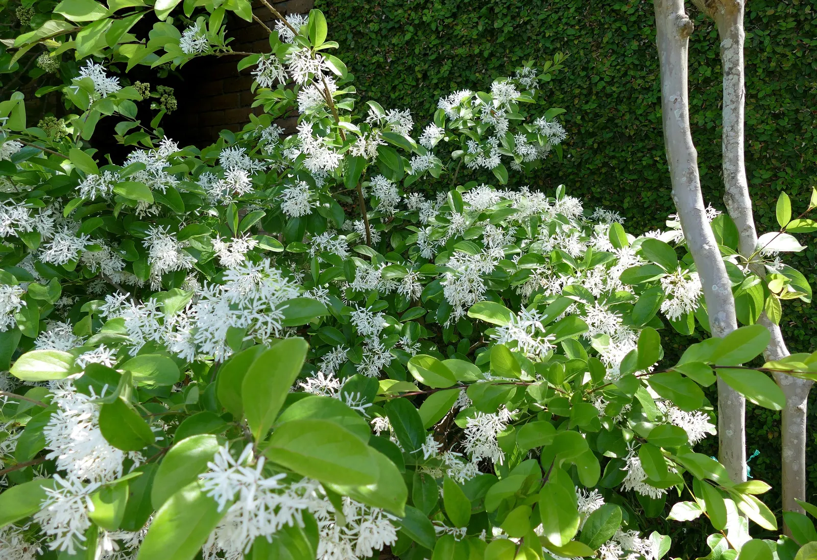 Chinese Fringe Tree (Chionanthus Retusus) — Fall foliage turns a modest yellow, and it features bluish-black fruit that attracts birds