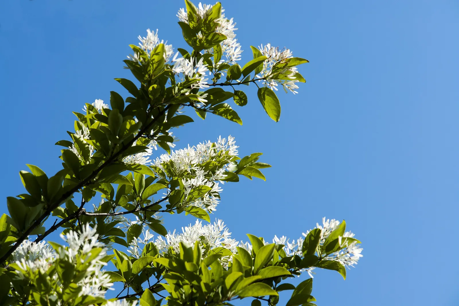 Chinese Fringe Tree (Chionanthus Retusus) — this low-density tree is resistant to pests and diseases
