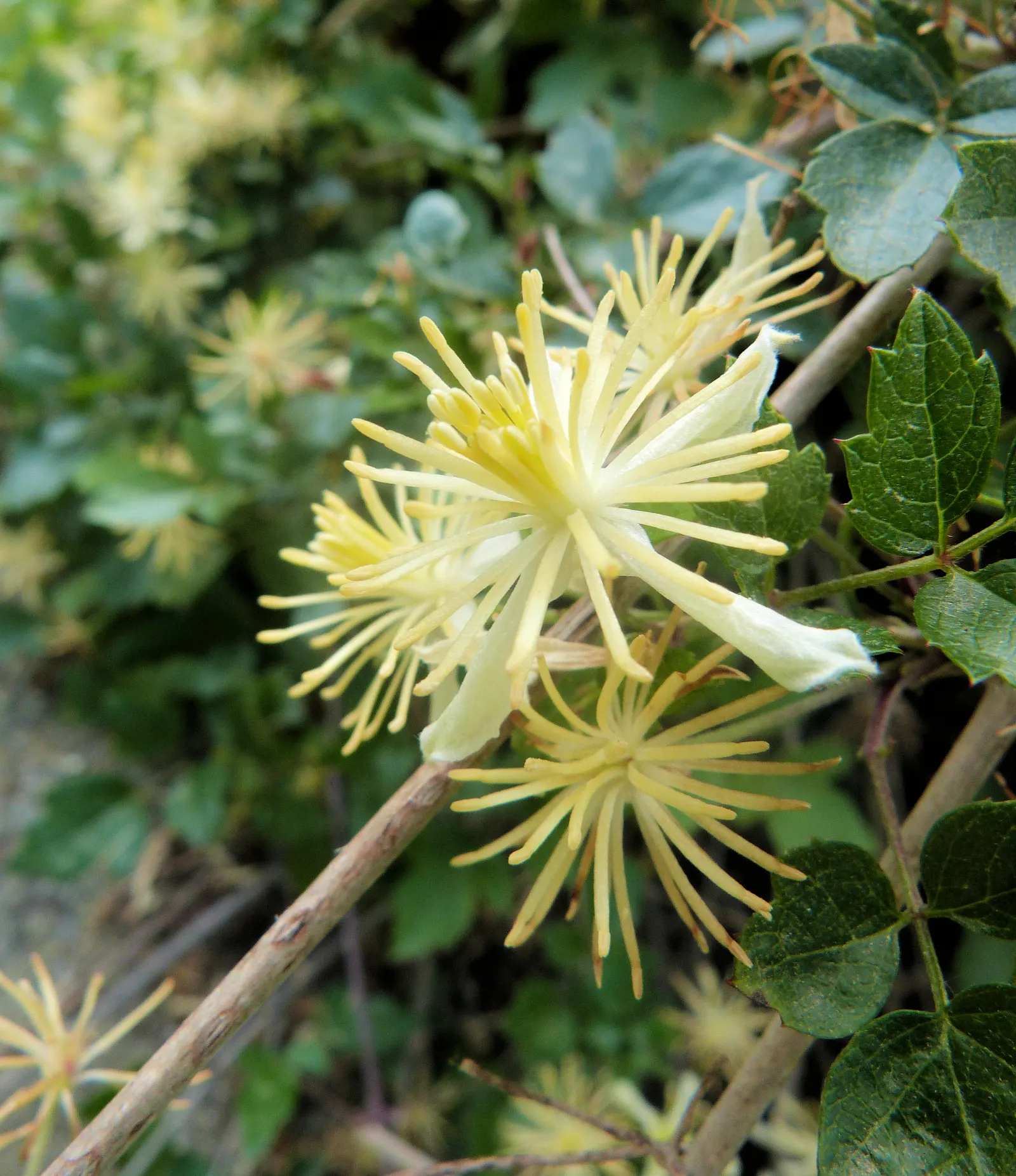 Socal Clematis (Clematis Pauciflora) — It showcases clusters of small, creamy white flowers with yellow centers, blooming abundantly in spring