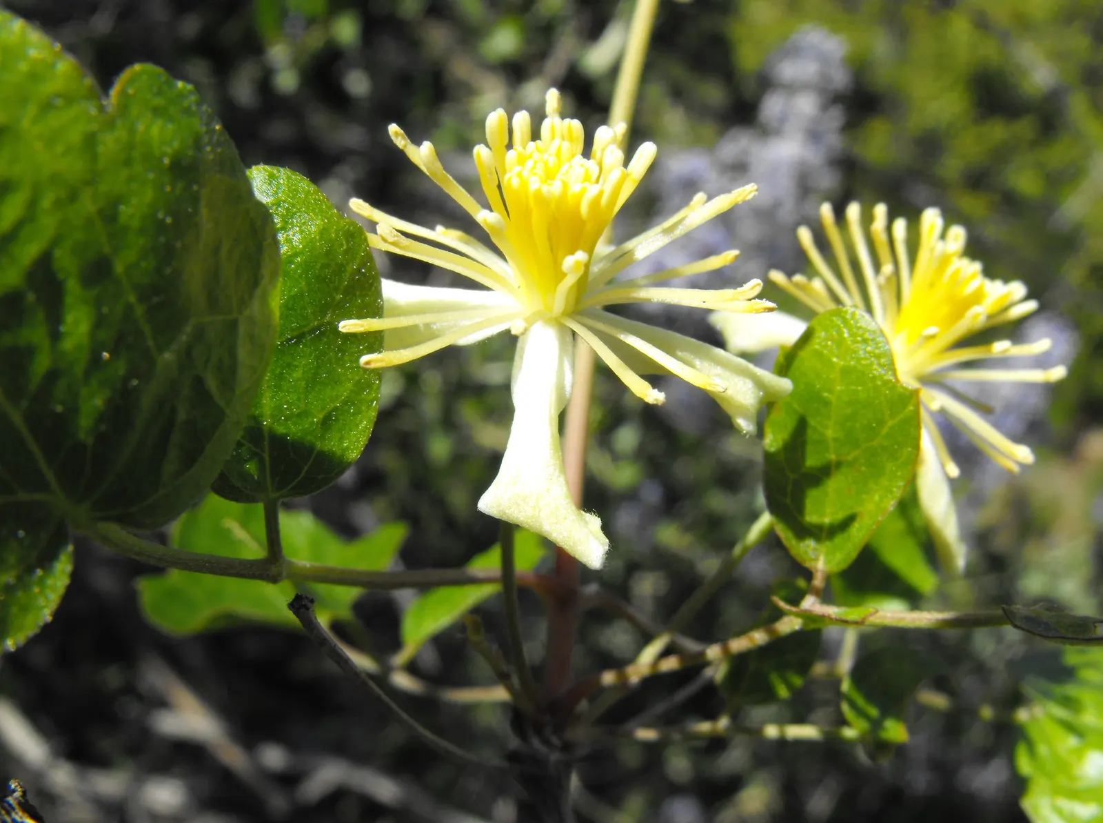 Socal Clematis (Clematis Pauciflora) — The SoCal Clematis (Clematis pauciflora) is a delicate, evergreen vine native to Southern California