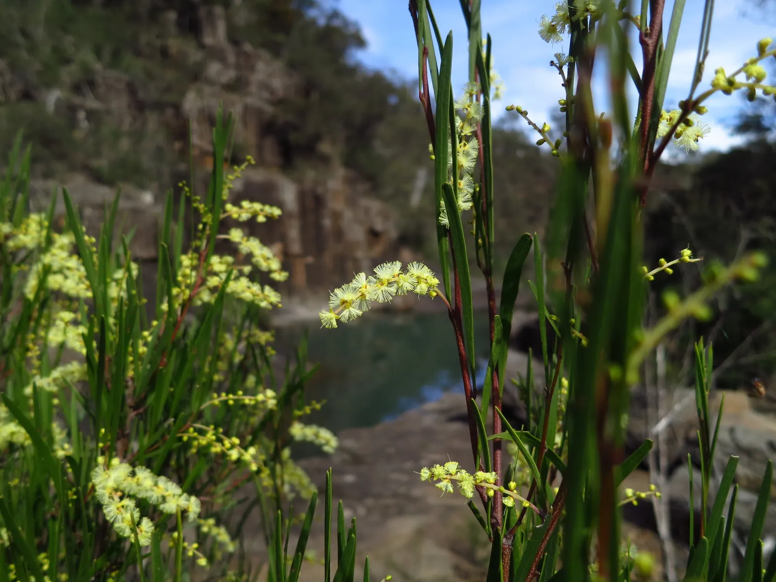 Hairy Wattle (Acacia Vestita) — commonly known as Hairy Wattle; it features fine, feathery gray-green foliage and is adorned with soft yellow flowers in spring