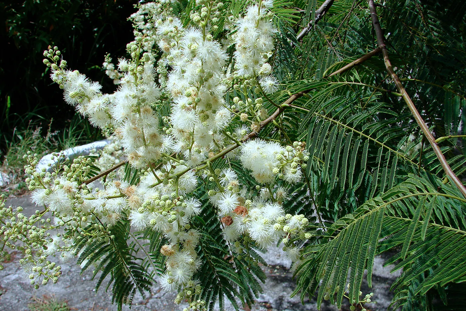 Hairy Wattle (Acacia Vestita) — <br><br>Mature specimens can reach up to 10 to 13 feet in height with a similar spread