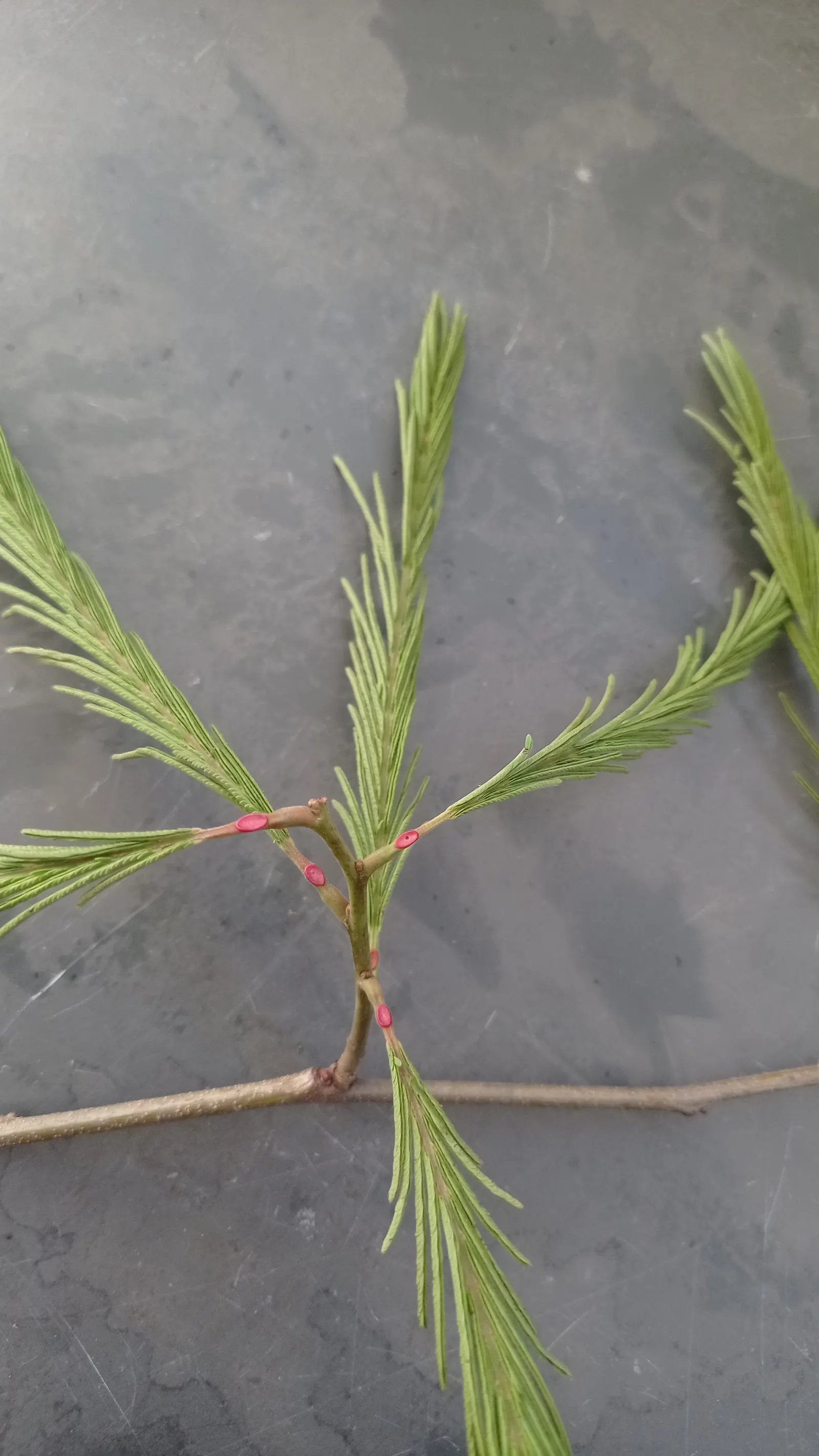 Hairy Wattle (Acacia Vestita) — the Hairy Wattle produces an abundance of spherical
