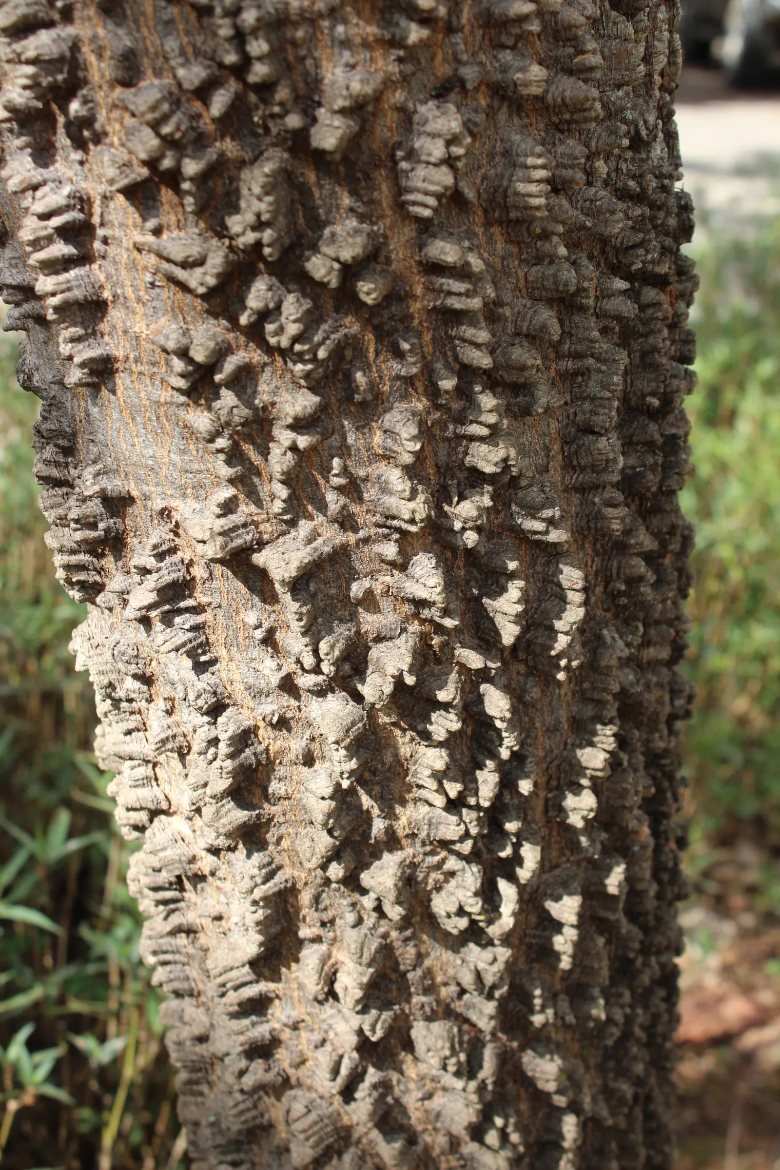 Hairy Wattle (Acacia Vestita) — mounding form that is both aesthetically pleasing and functional